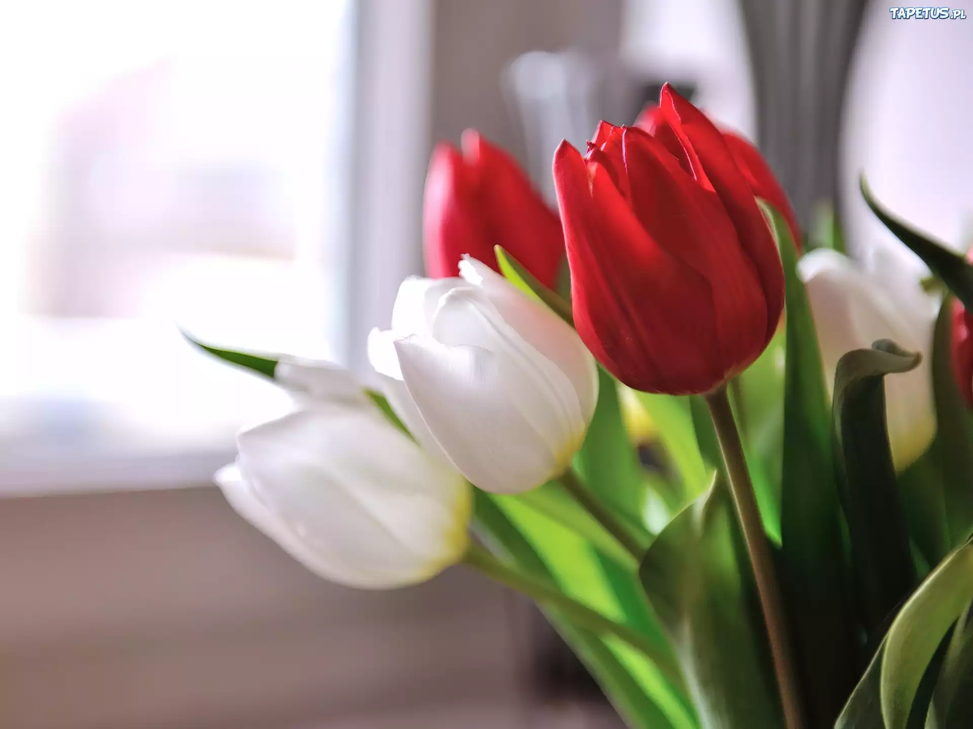 Białe, Czerwone, Tulipany
