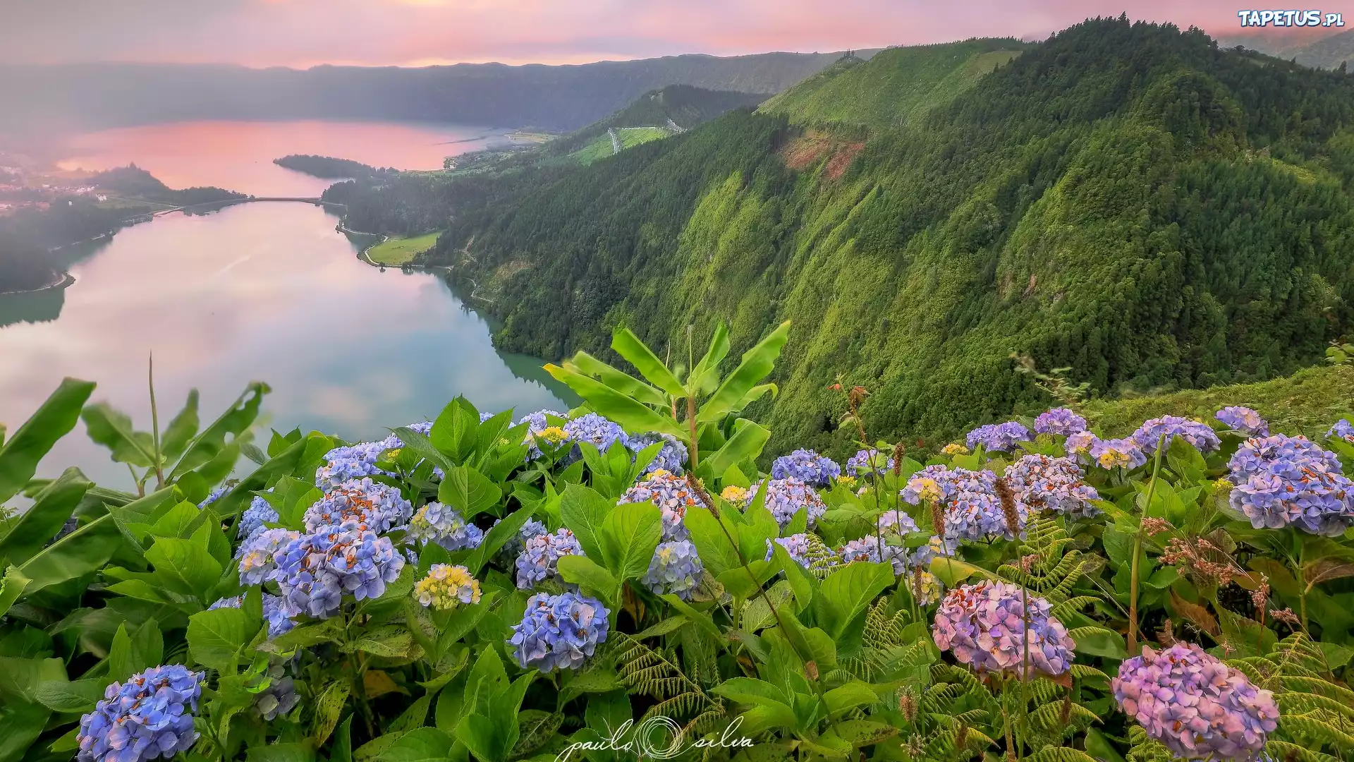 Niebieskie, Różowe, Hortensje, Jezioro Azul, Jezioro Verde, Góry, Lasy, Sete Cidades, Wyspa Sao Miguel, Azory, Portugalia