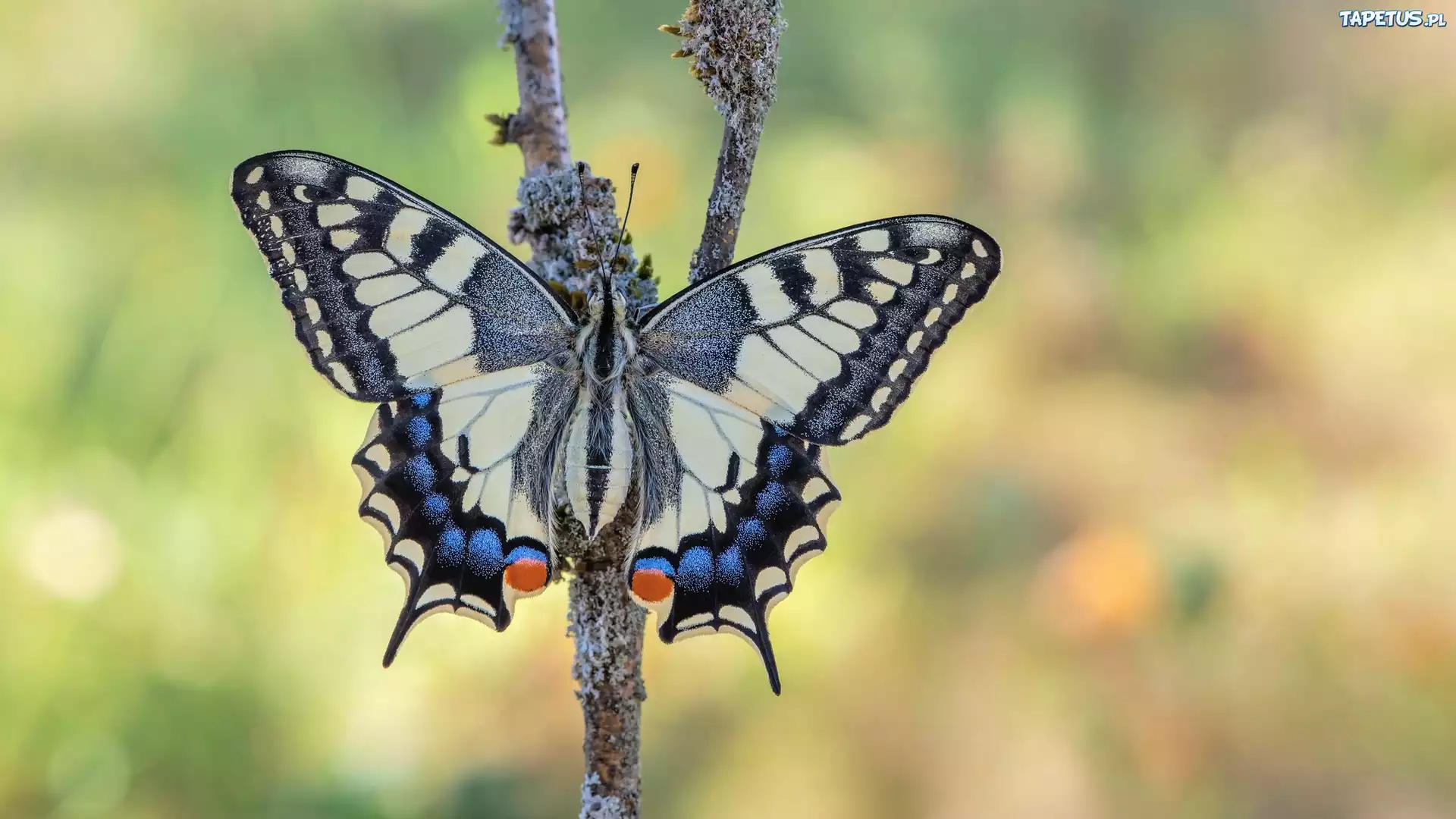 Motyl, Paź królowej, Patyk, Rozmyte, Tło