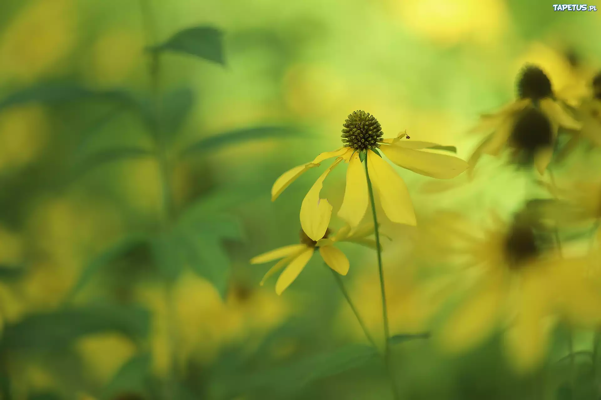 Rudbekia naga, Żółty, Kwiat, Rozmyte tło