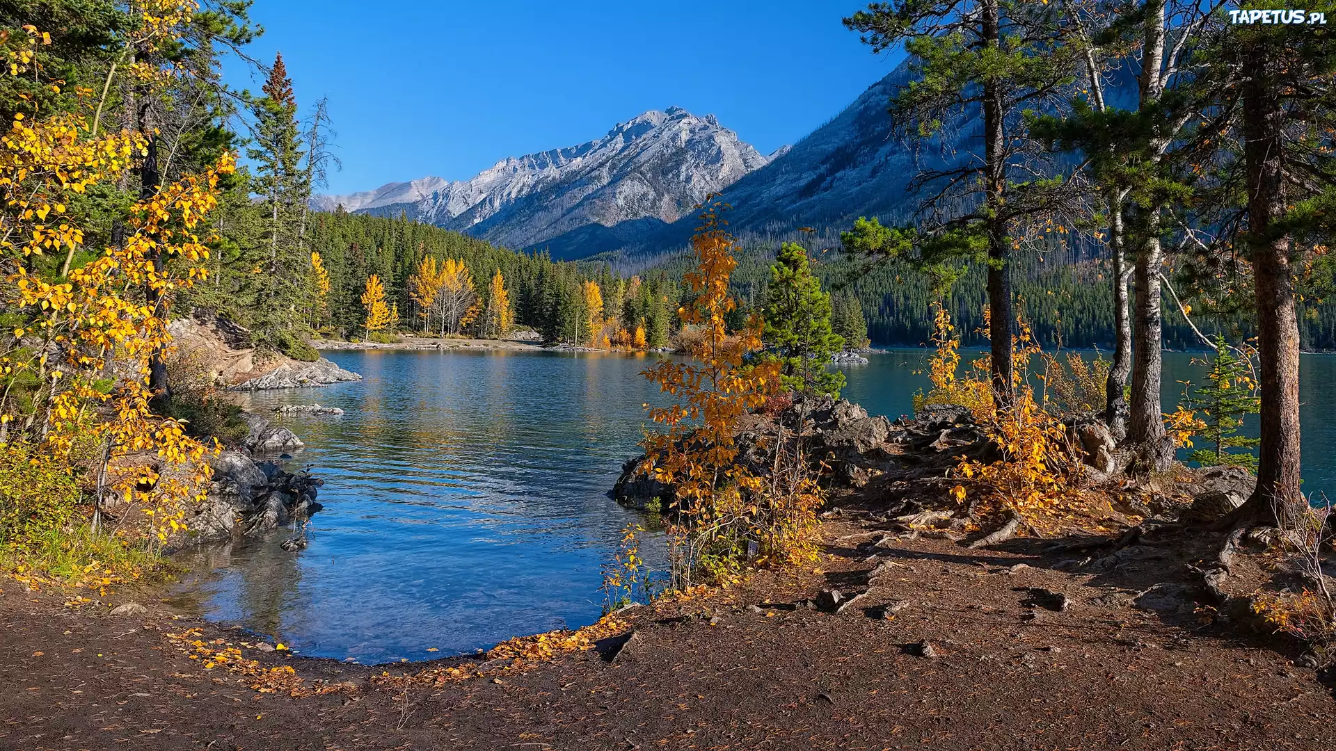 Jezioro, Lake Minnewanka, Wysepka, Góry Skaliste, Drzewa, Gałęzie, Park Narodowy Banff, Alberta, Kanada