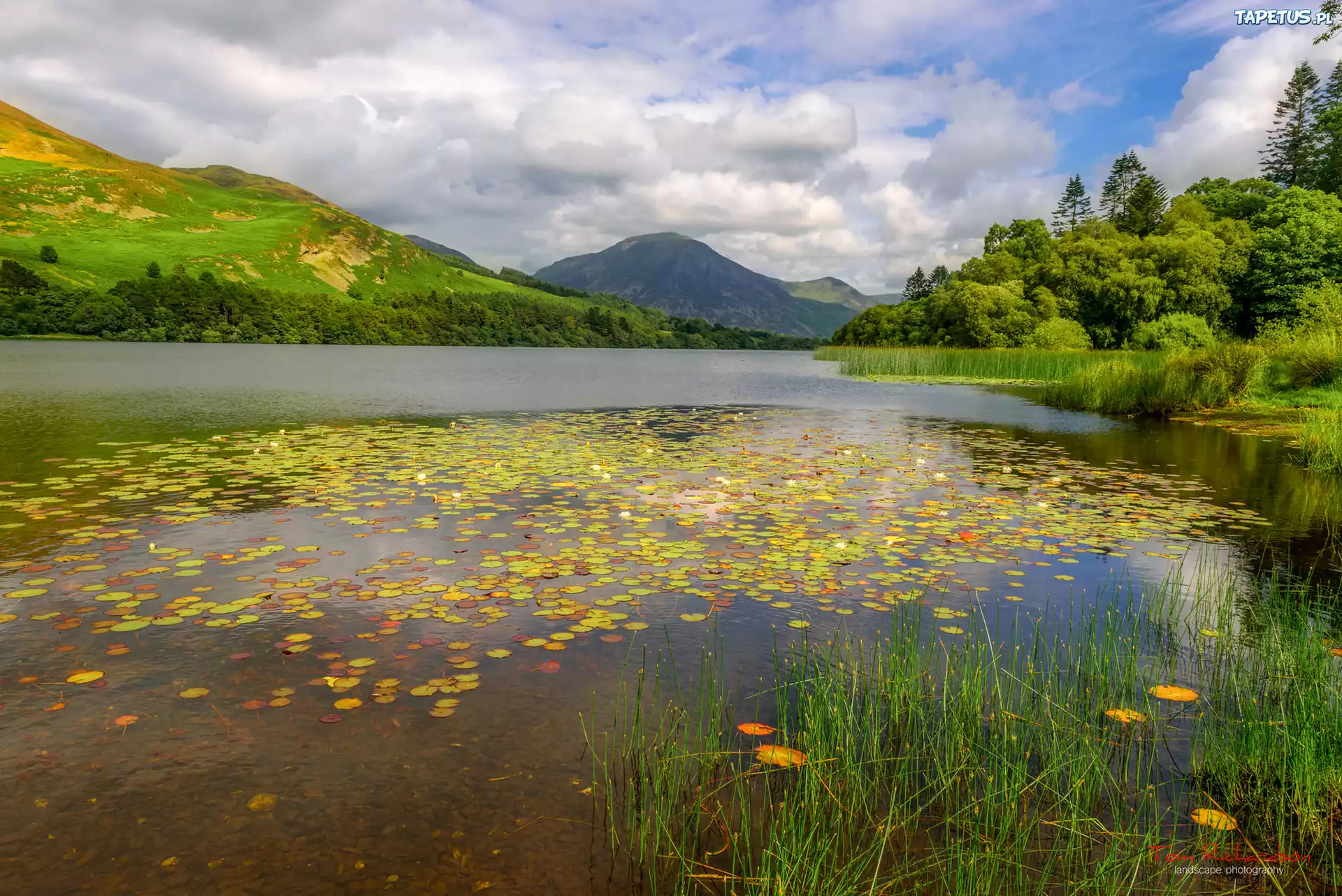 Lato, Jezioro, Loweswater Lake, Drzewa, Góry Fellbarrow, Kumbria, Anglia
