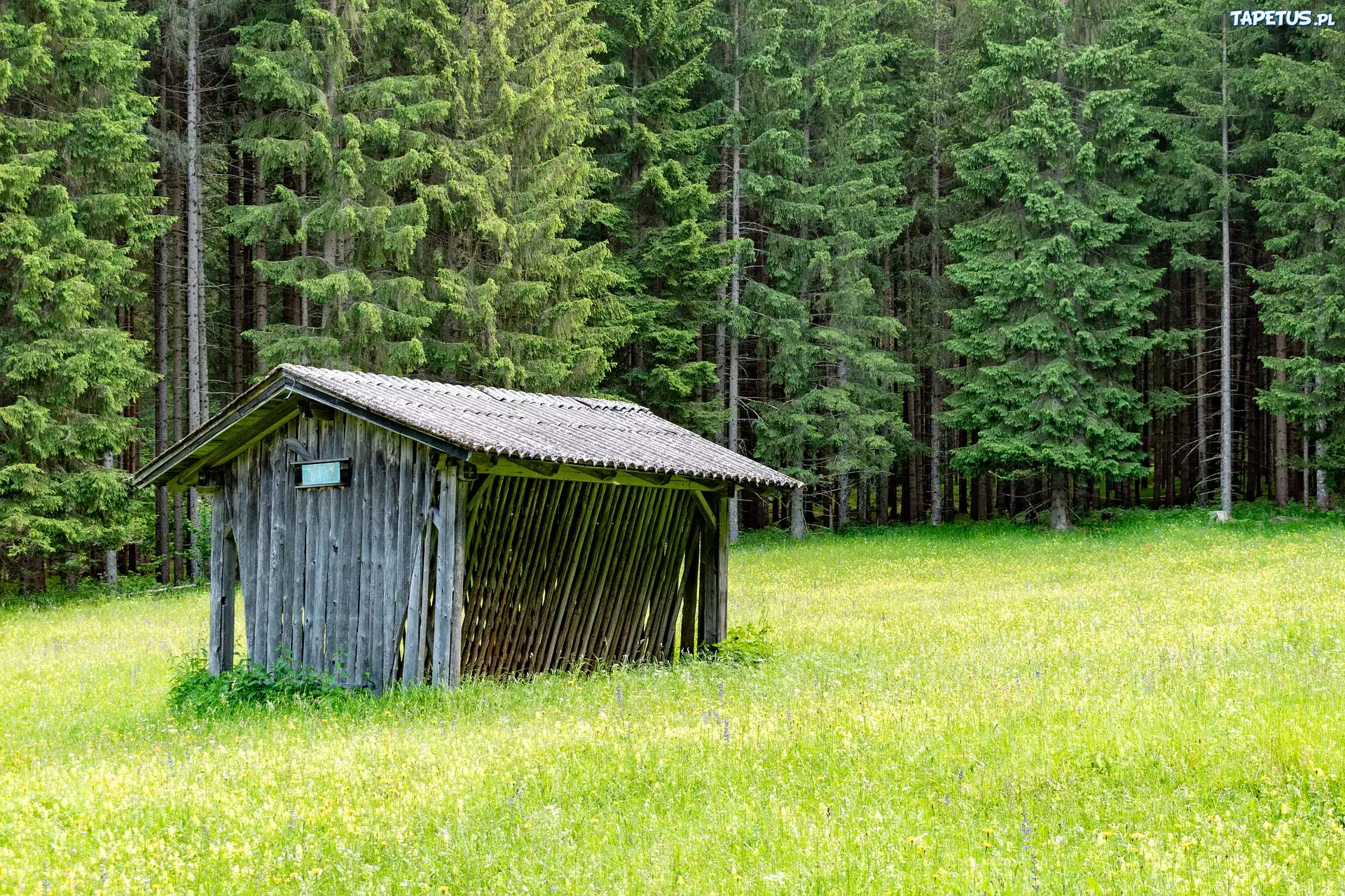 Las, Polana, Paśnik, Drzewa