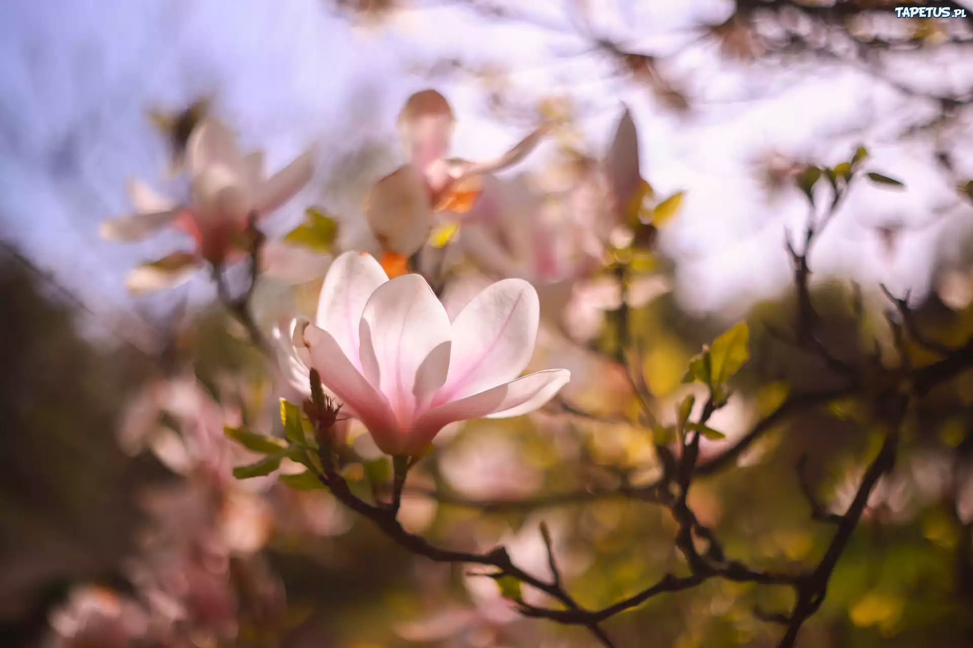 Magnolia, Różowy, Kwiat, Gałązki