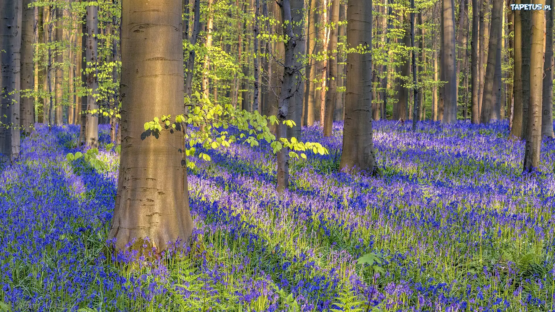 Las, Drzewa, Kwiaty, Hiacyntowce zwyczajne, Wiosna, Hallerbos, Belgia