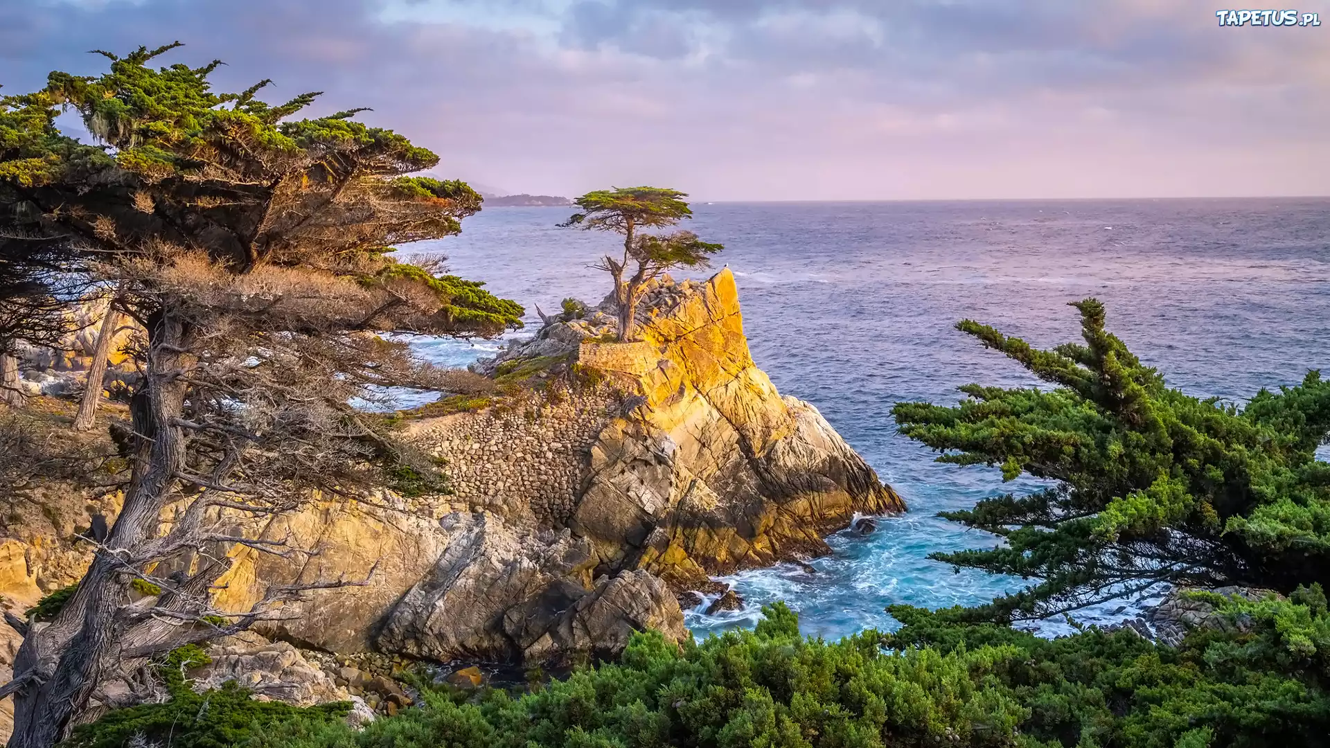 Skały, Drzewa, Cyprys wielkoszyszkowy, Atrakcja Lone Cypress, Pebble Beach, Morze, Zatoka, Carmel Bay, Kalifornia, Stany Zjednoczone