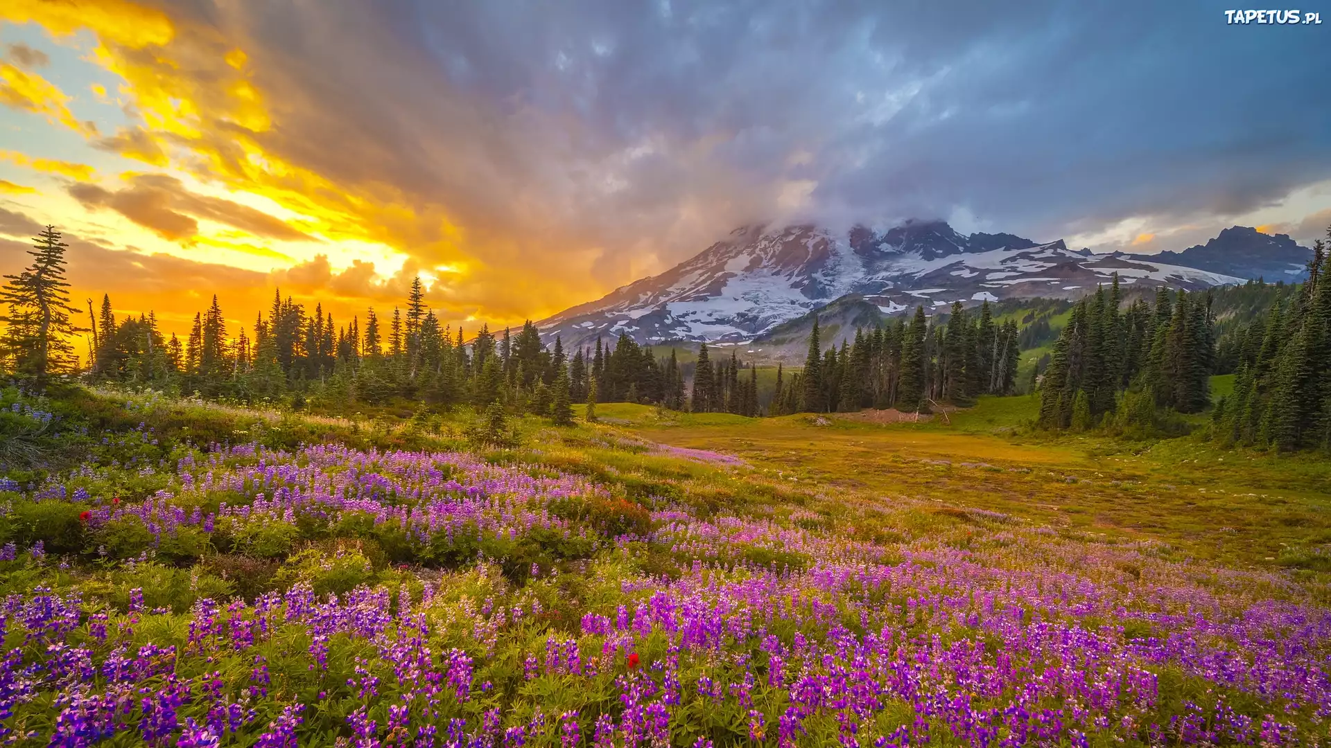 Stany Zjednoczone, Waszyngton, Park Narodowy Mount Rainier, Stratowulkan, Mount Rainier, Góry, Łąka, Łubin, Góry, Zachód słońca