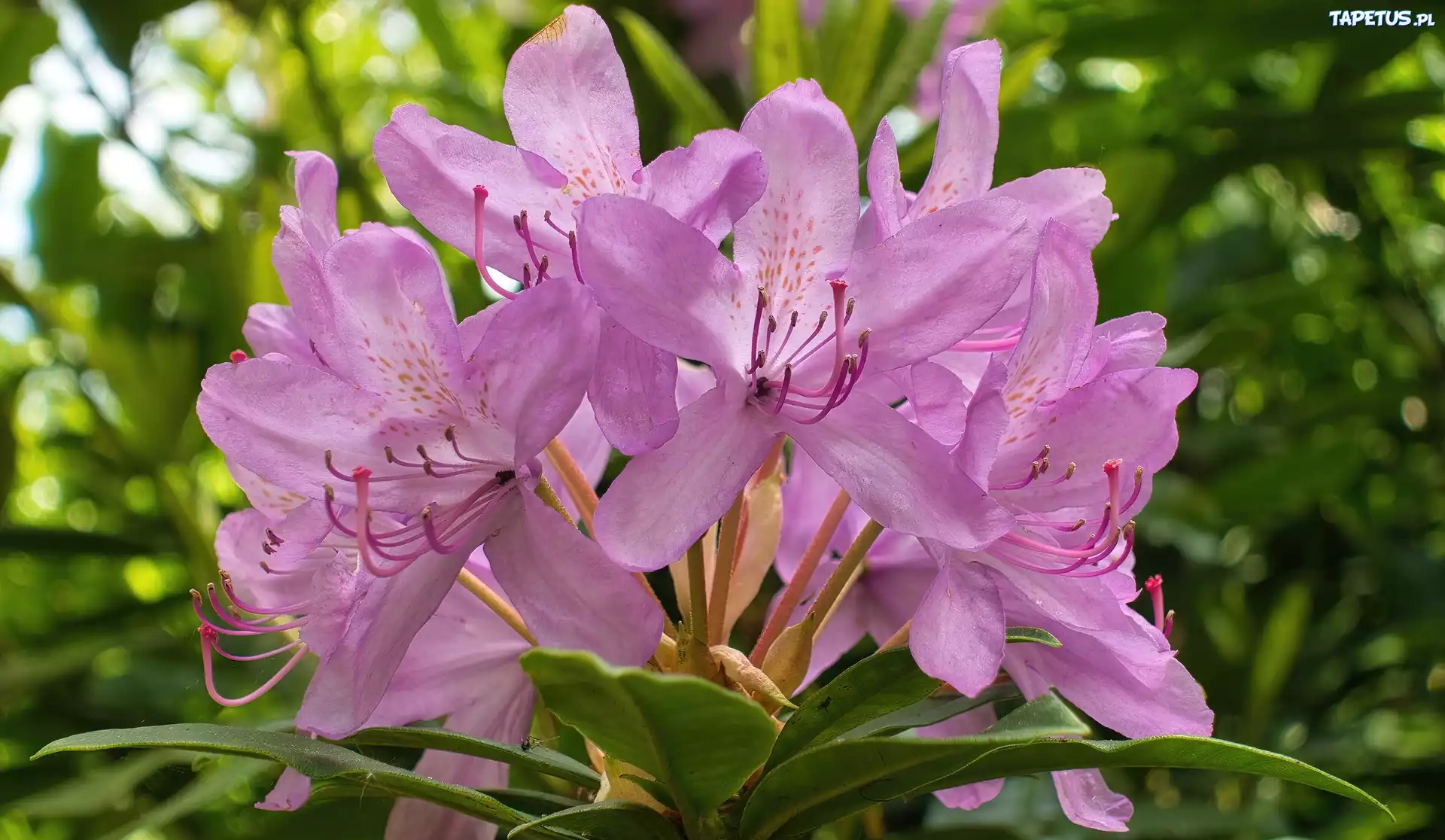 Kwiaty, Różowe, Rododendron