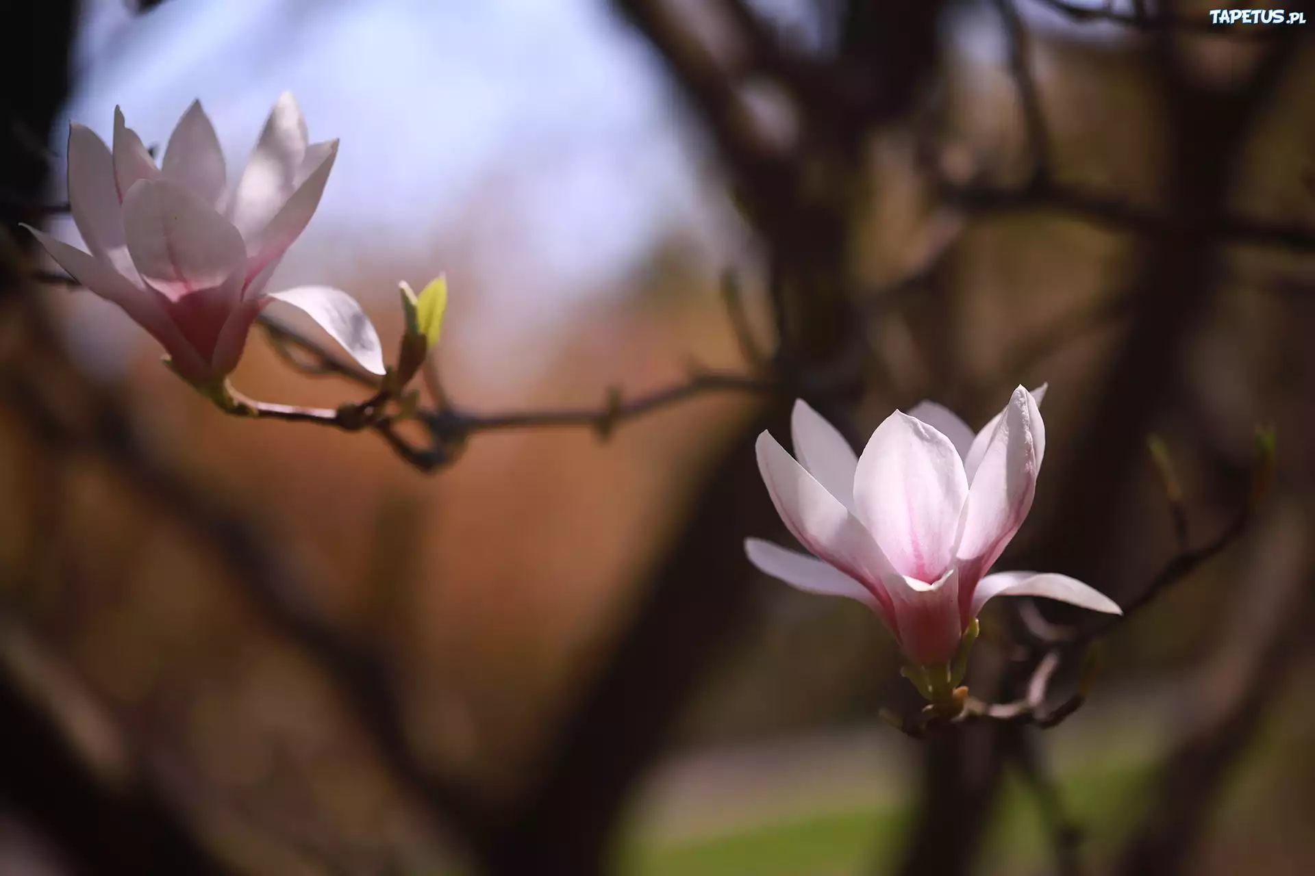 Różowa, Magnolia, Dwa, Kwiaty, Krzew