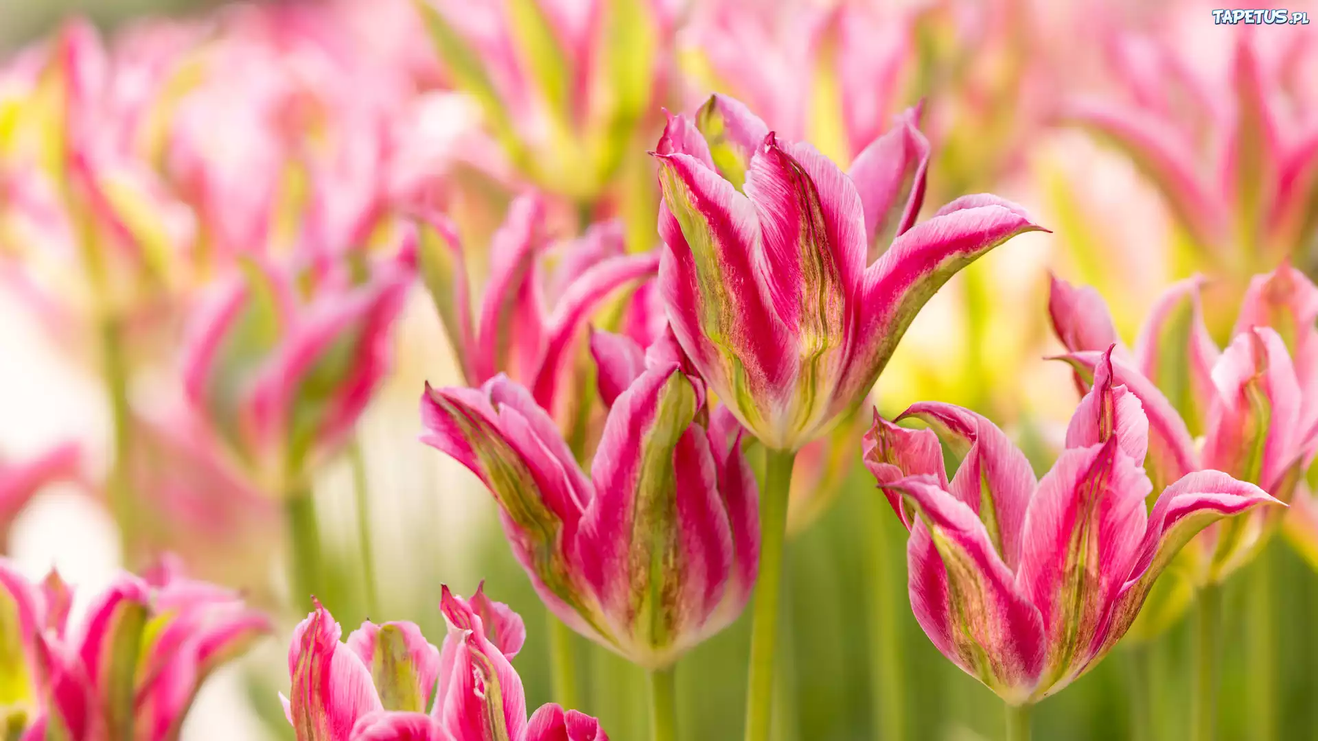 Dwukolorowe, Kwiaty, Tulipany