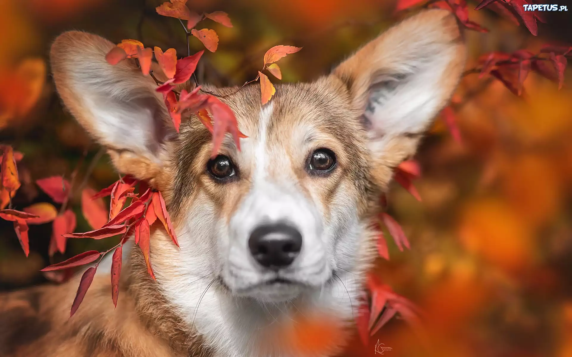 Pies, Welsh corgi pembroke, Liście