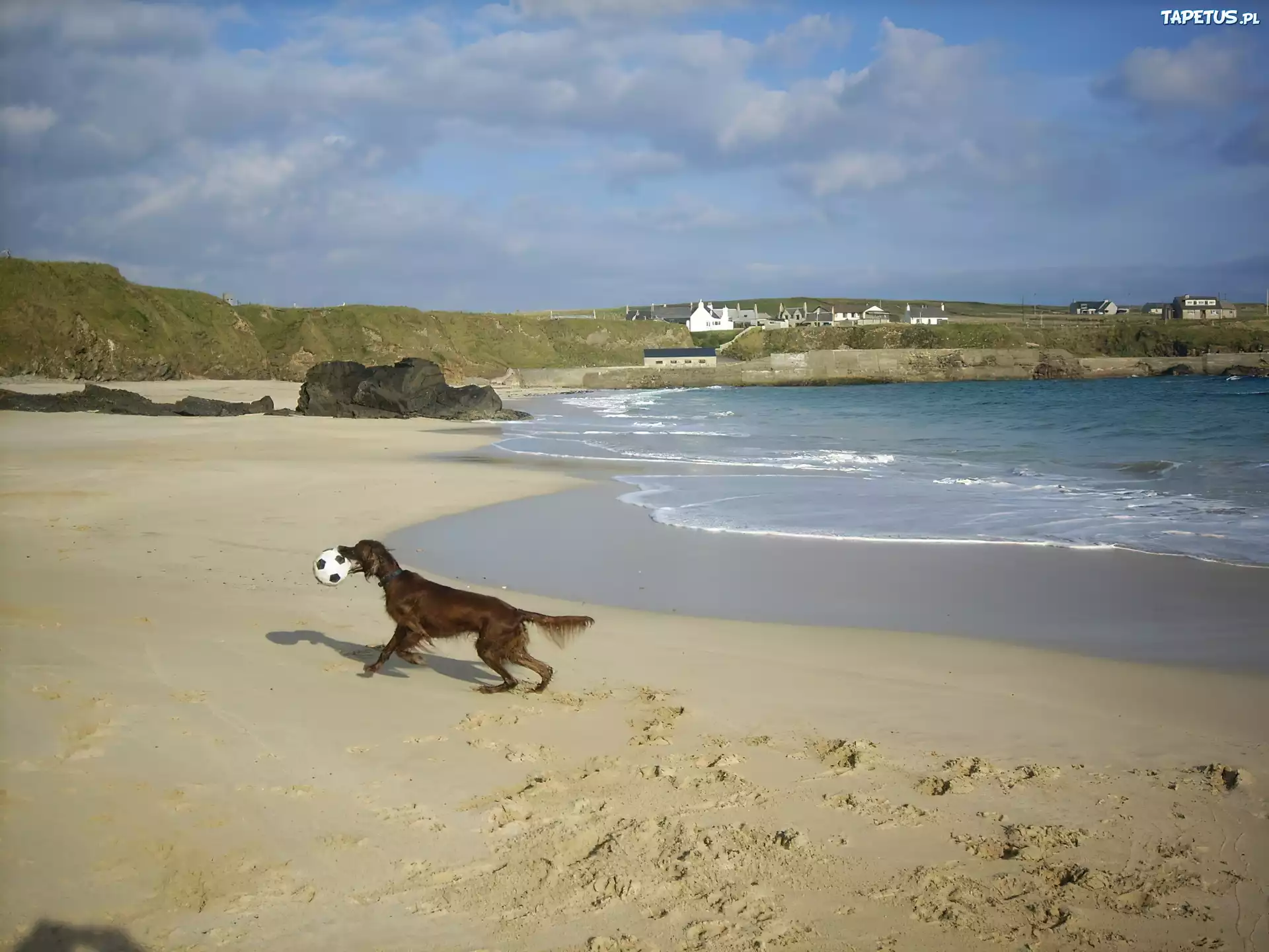 Seter irlandzki, plaża, piłka
