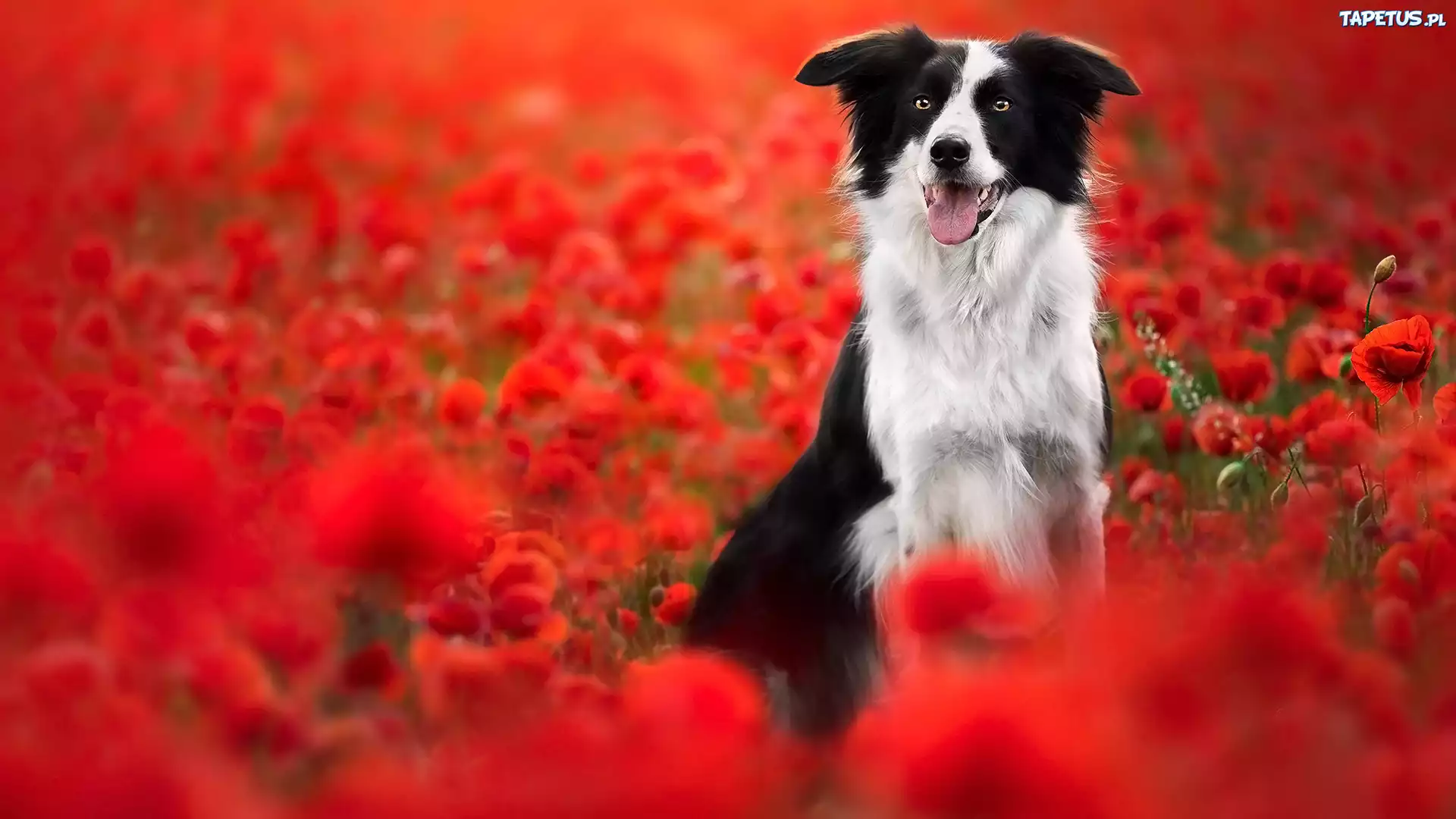 Pies, Border collie, Maki