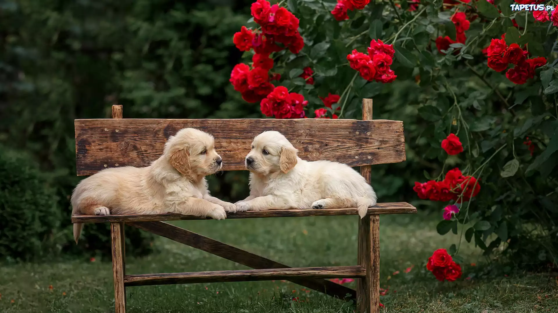 Psy, Szczeniaki, Golden retriever, Ławka, Kwiaty, Róże