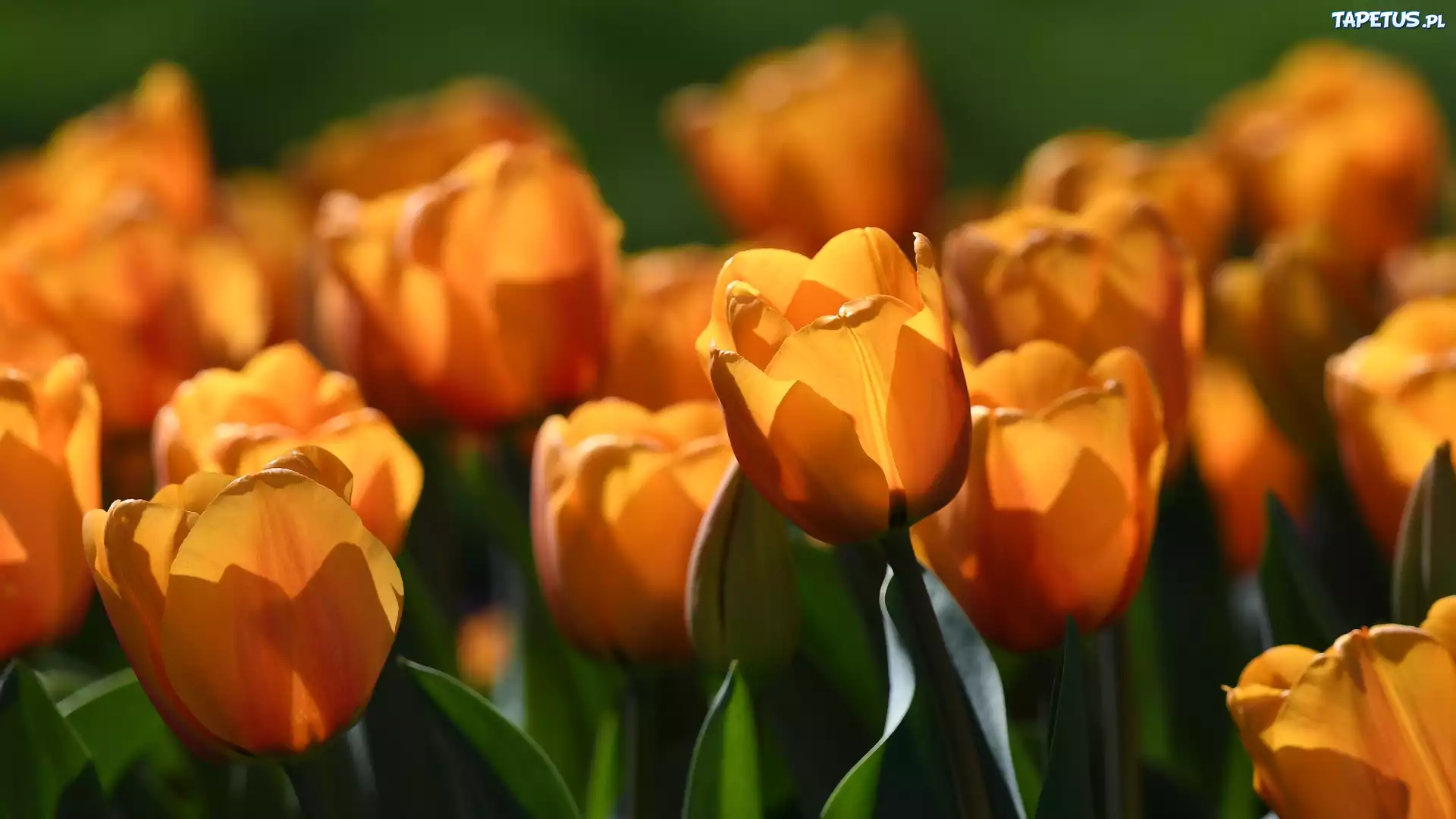 Kwitnące, Pomarańczowe, Tulipany
