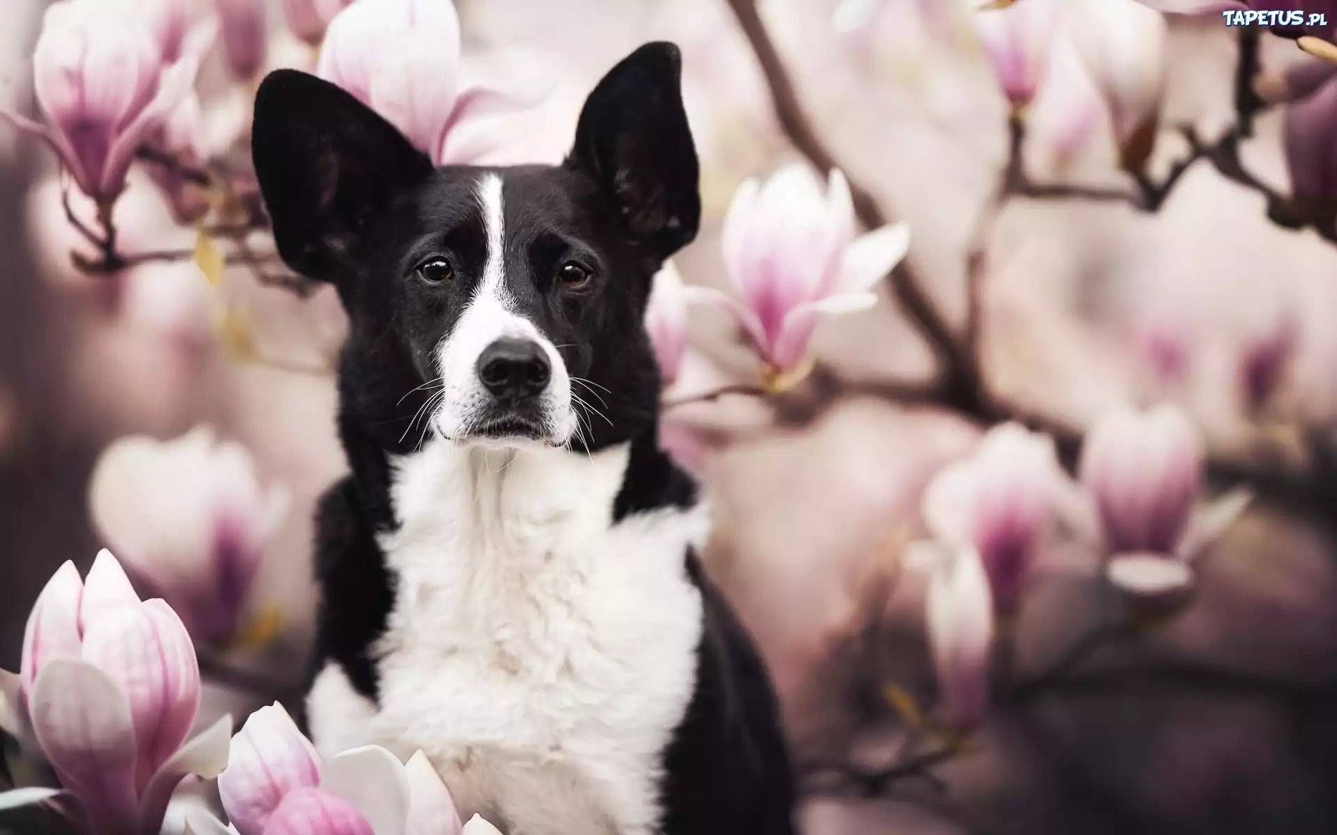 Pies, Border collie, Kwiaty, Magnolie