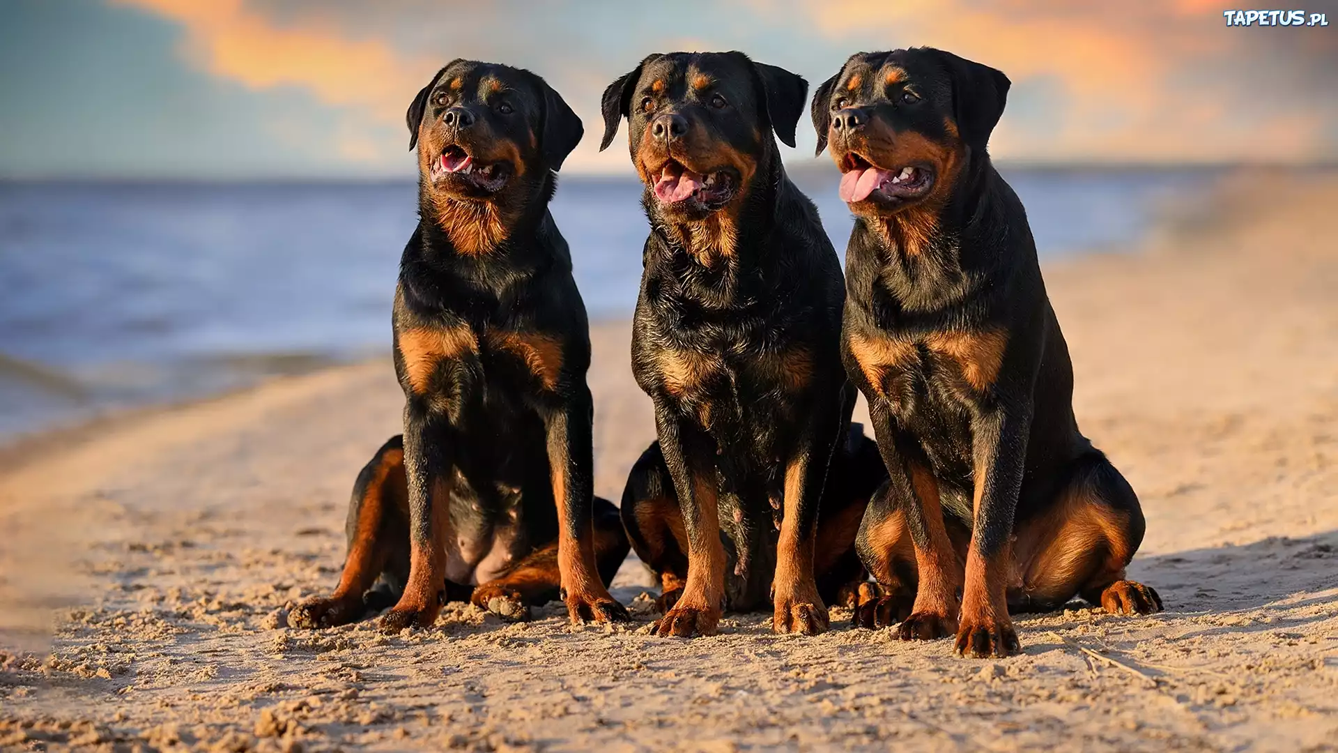 Trzy, Psy, Rottweilery, Plaża