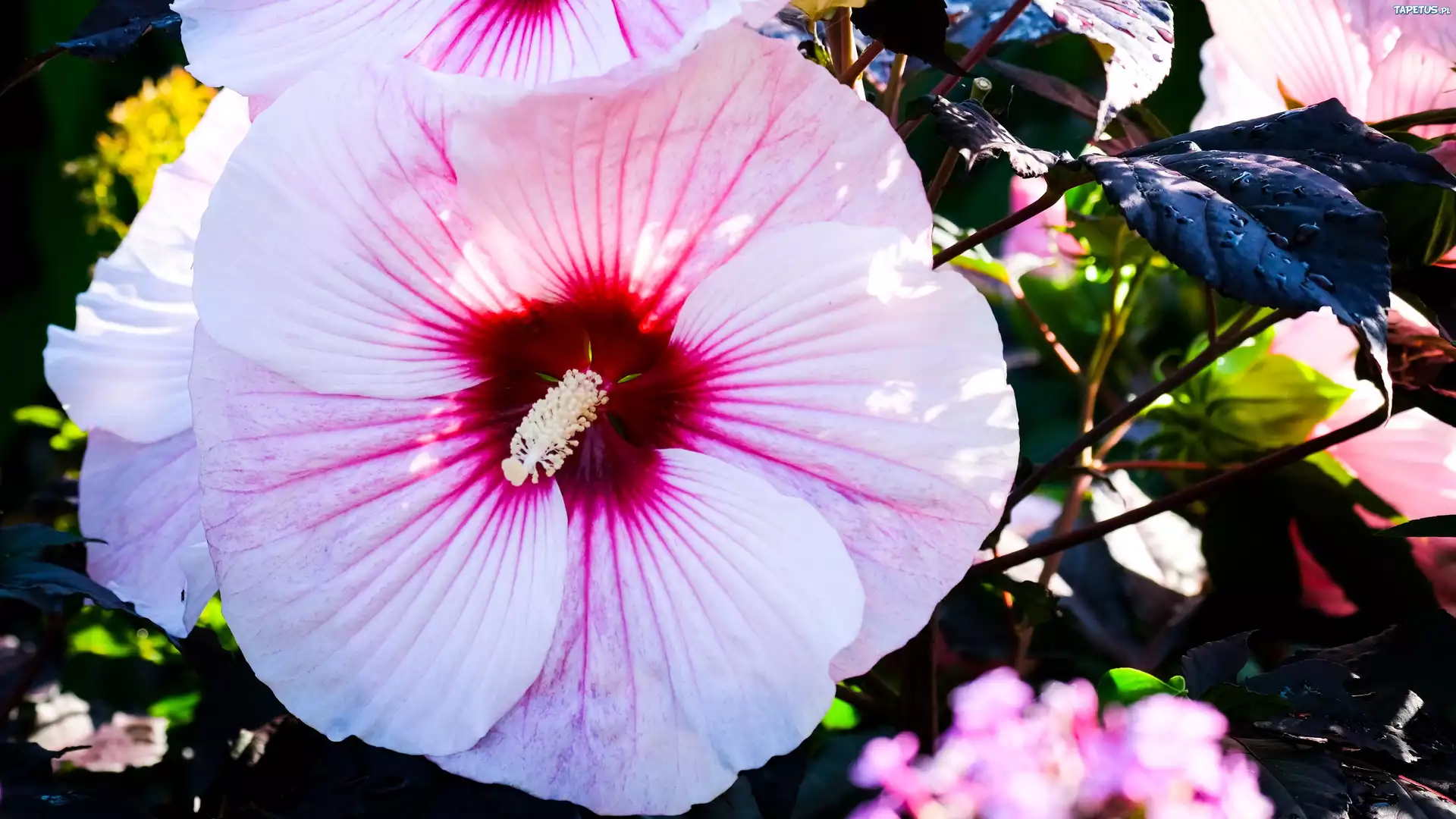 Hibiskus, Kwiat, Zbliżenie