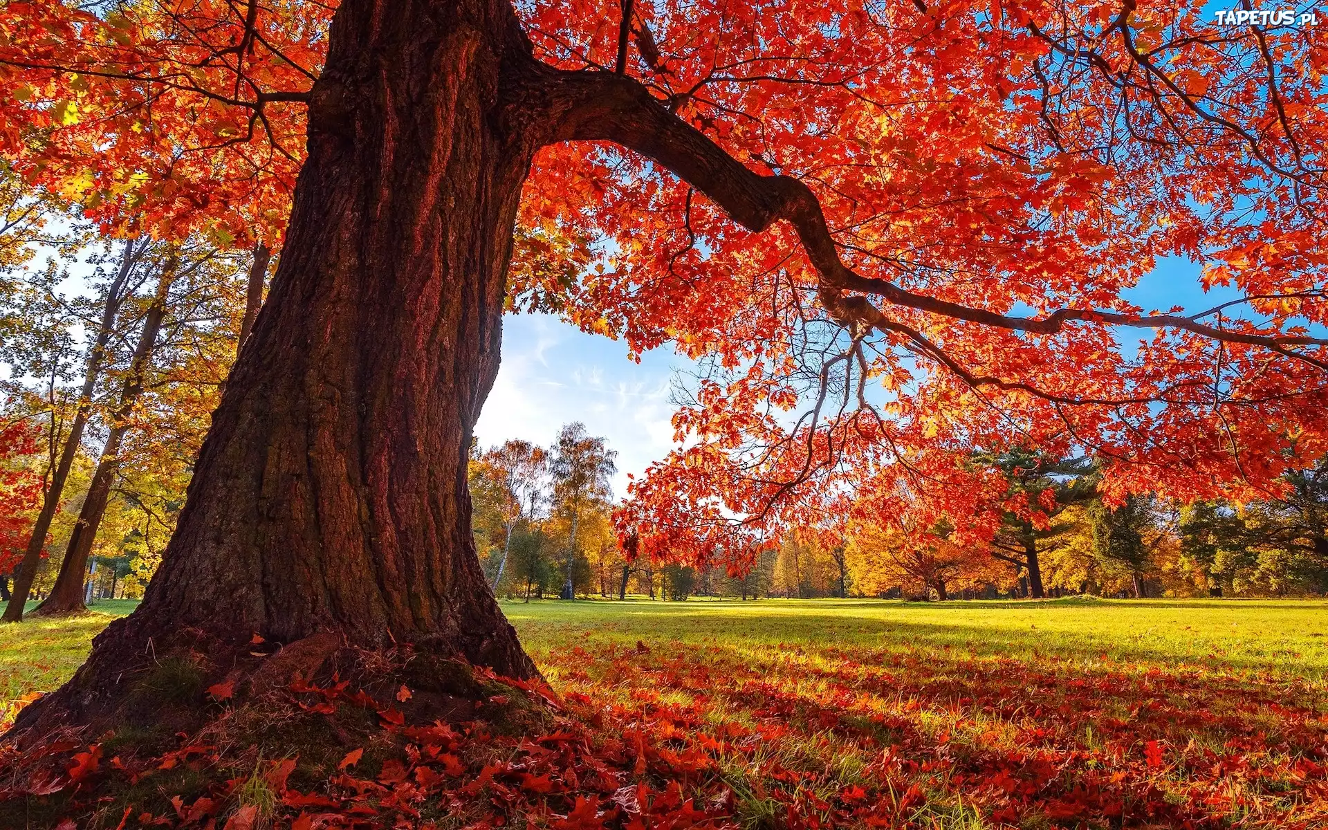 Park, Drzewo, Dąb, Jesień, Liście