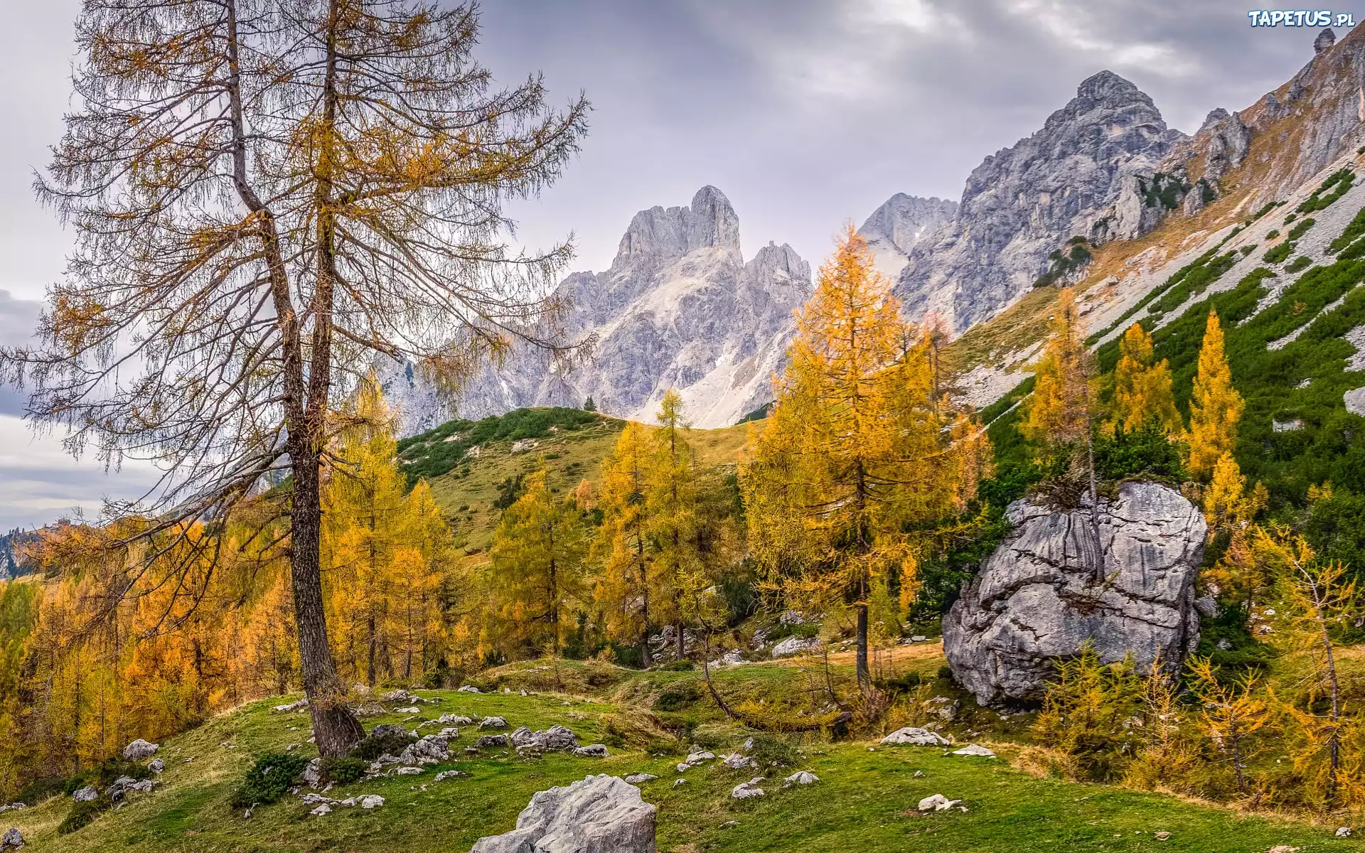 Austria, Salzburg, Góry, Alpy, Drzewa, Jesień, Kamienie