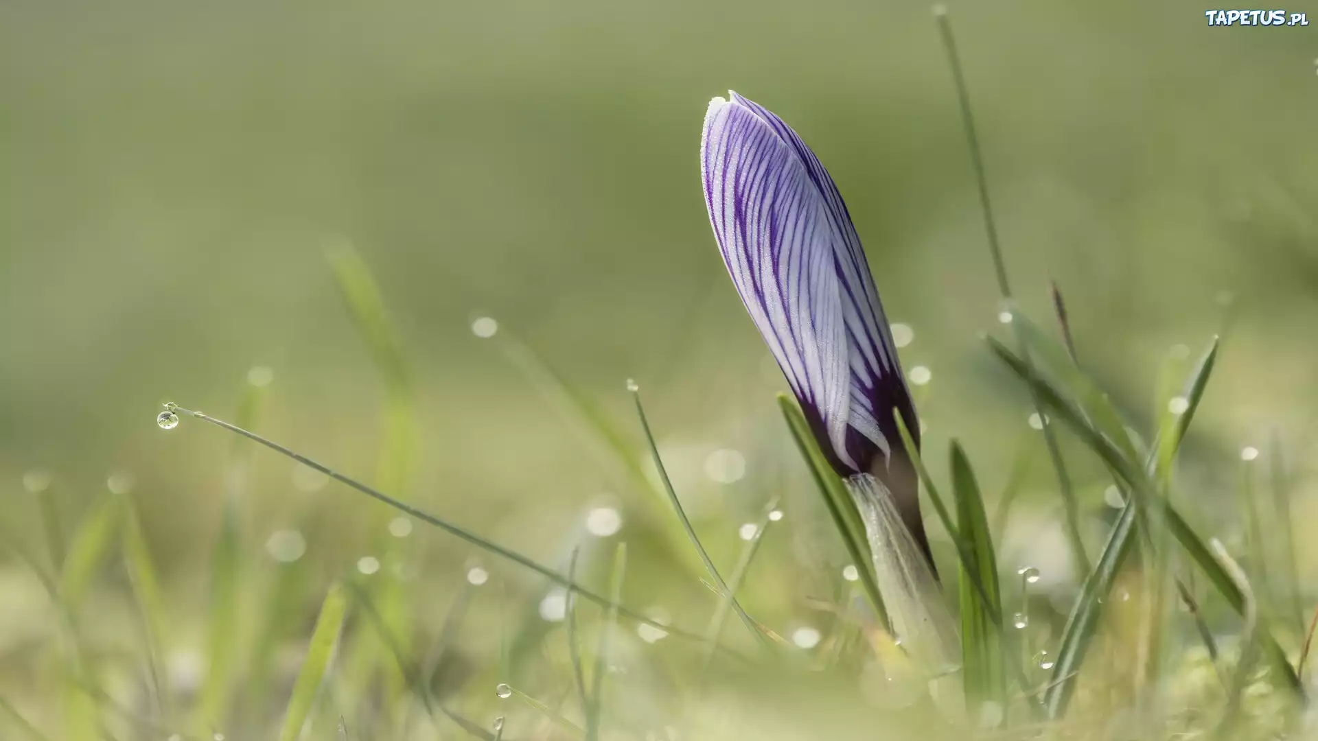 Kwiat, Krokus, Pąk, Zbliżenie