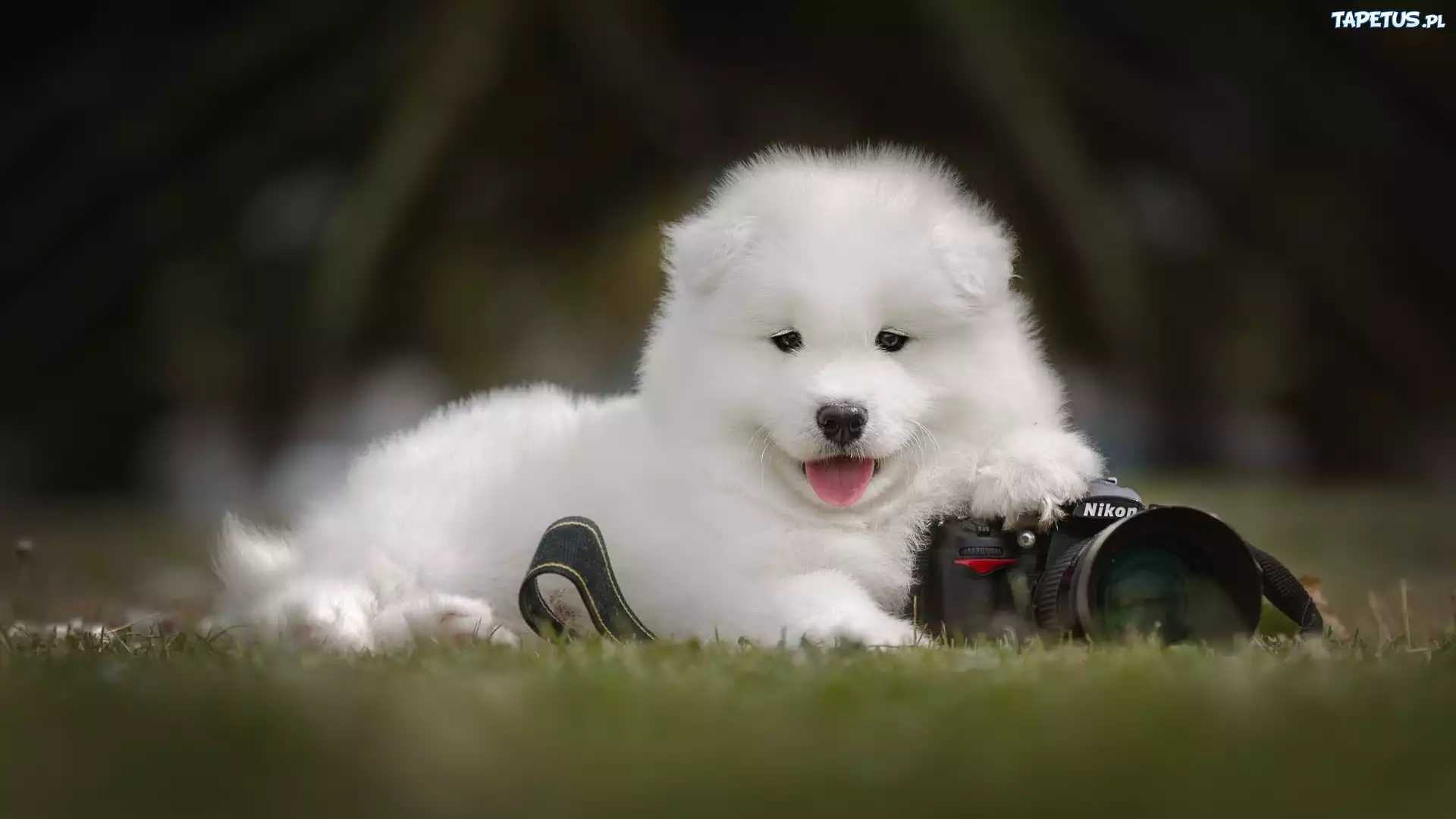 Pies, Samojed, Szczeniak, Aparat fotograficzny