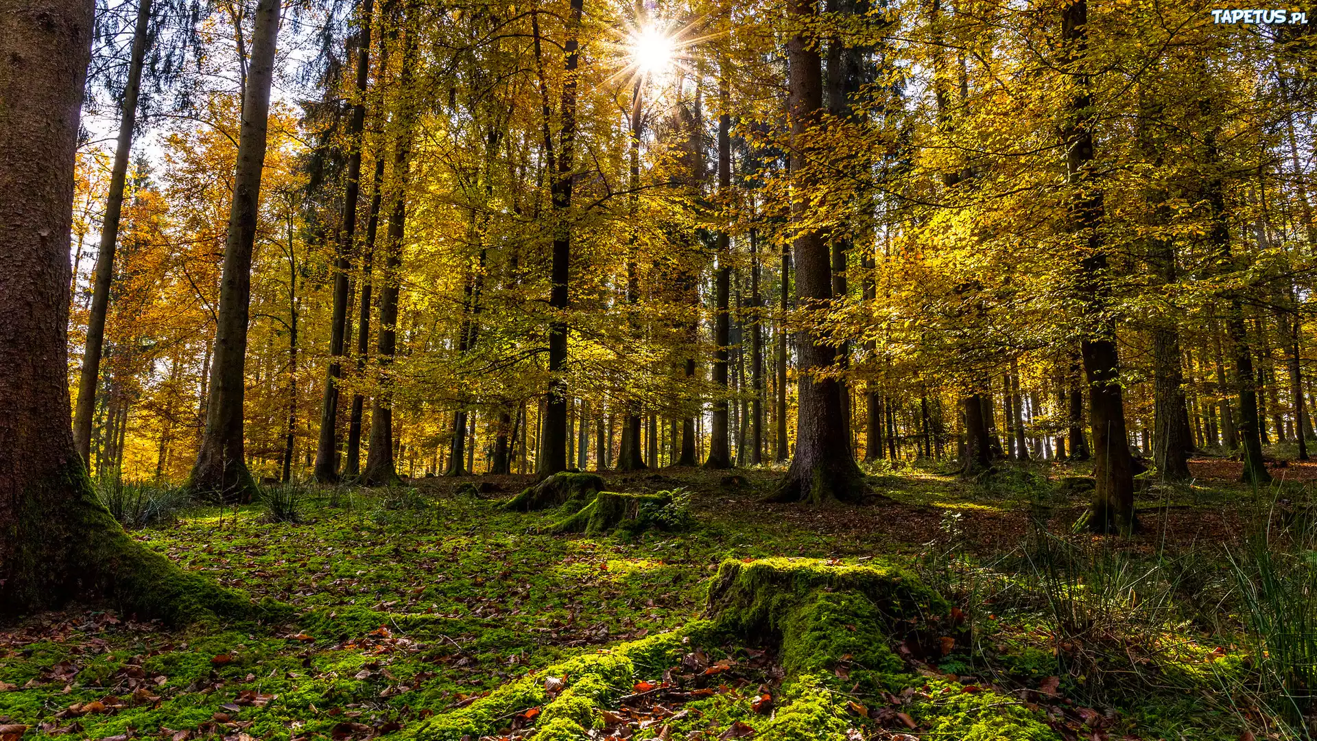 Las, Drzewo, Słońce, Jesień