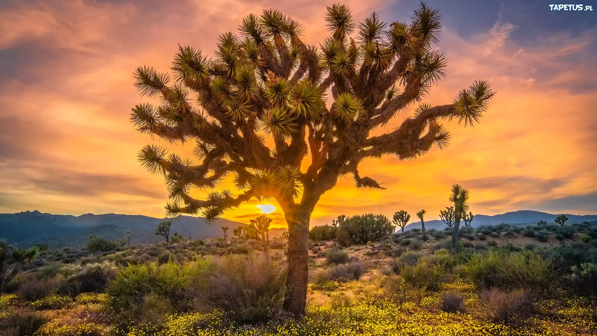 Drzewa, Góry, Zachód słońca, Park Narodowy Joshua Tree, Kalifornia, Stany Zjednoczone