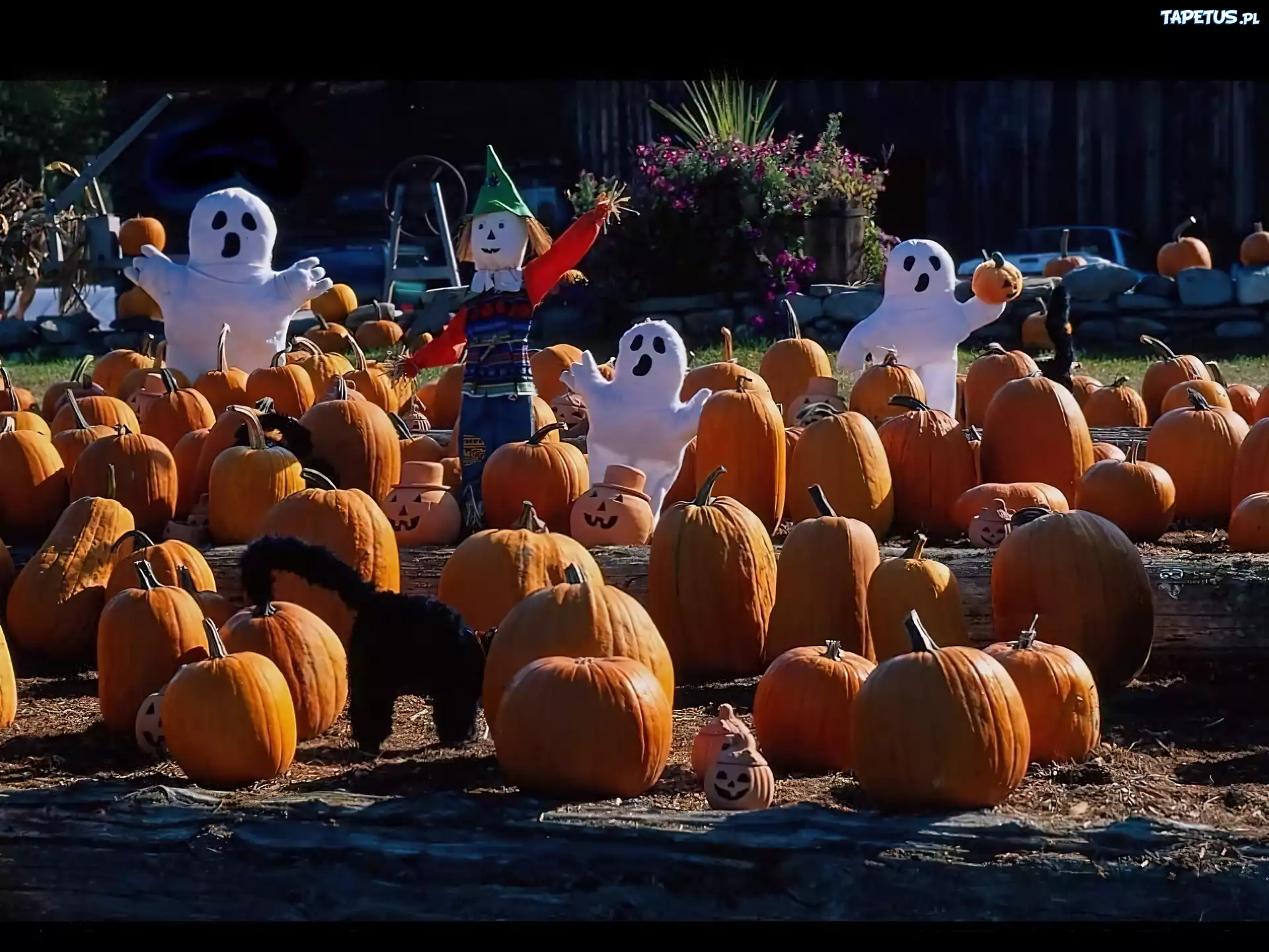 Halloween,duszki wśród dyni