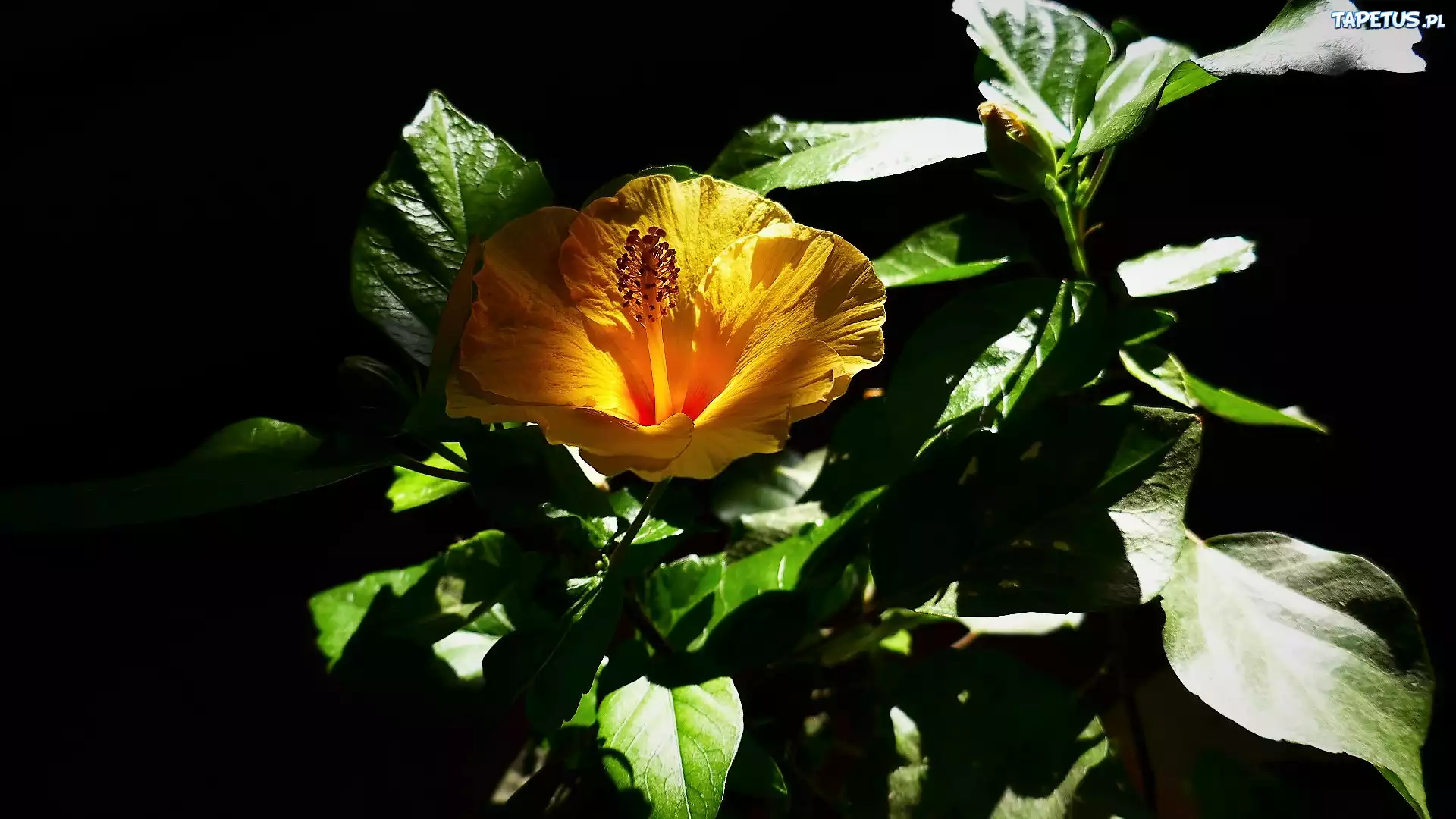 Kwiat, Żółty, Hibiskus, Liście, Czarne tło