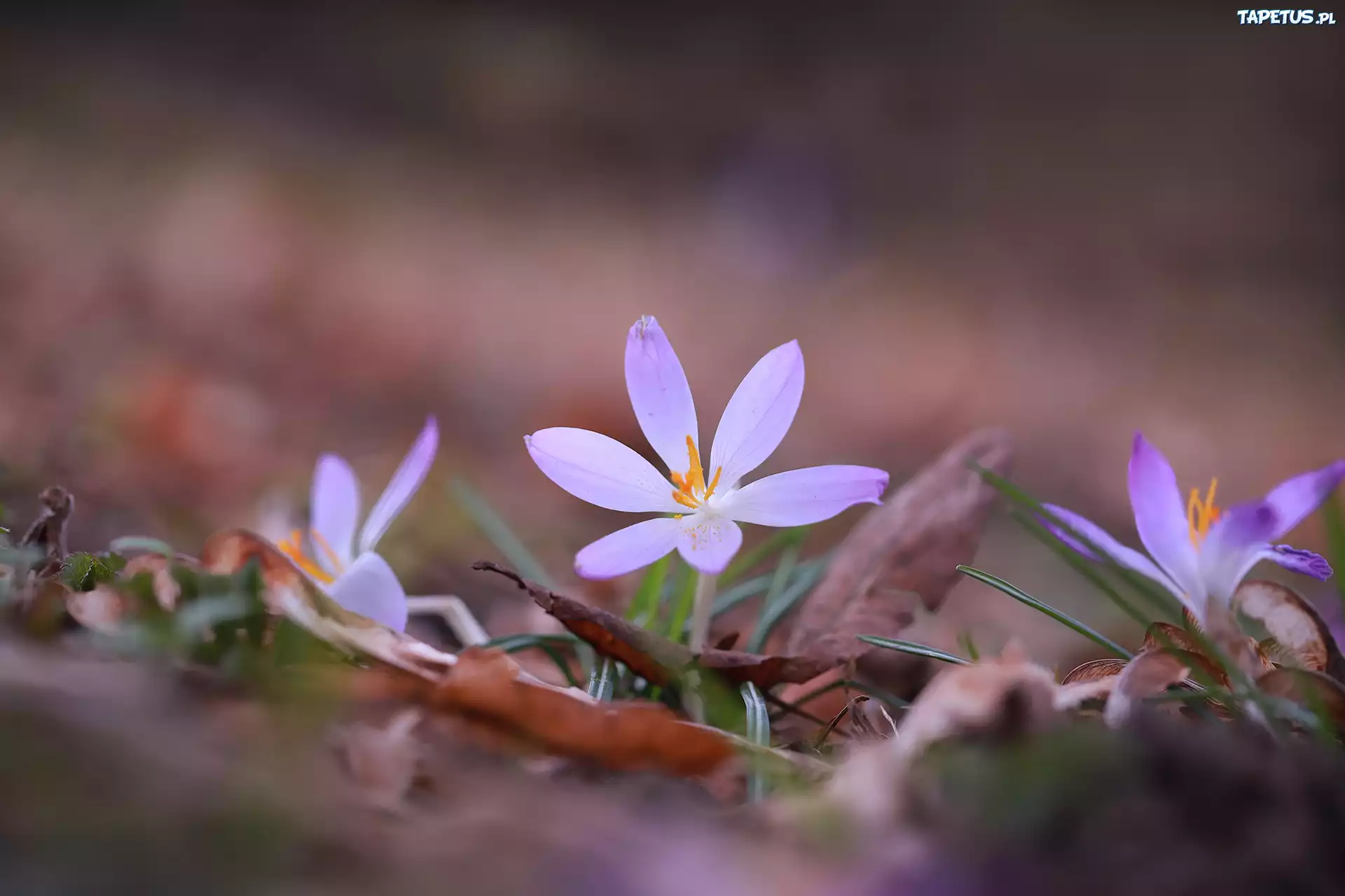 Liliowy, Krokus, Kwiat, Suche, Liście