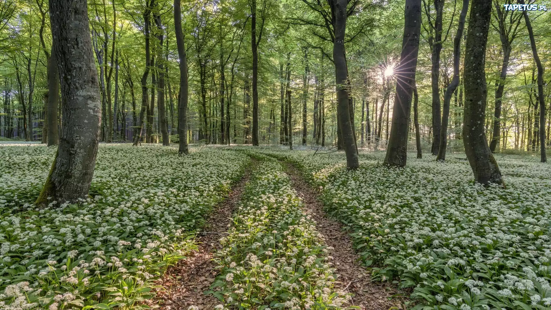 Drzewa, Las, Ścieżka, Poranek, Promienie słońca, Czosnek niedźwiedzi