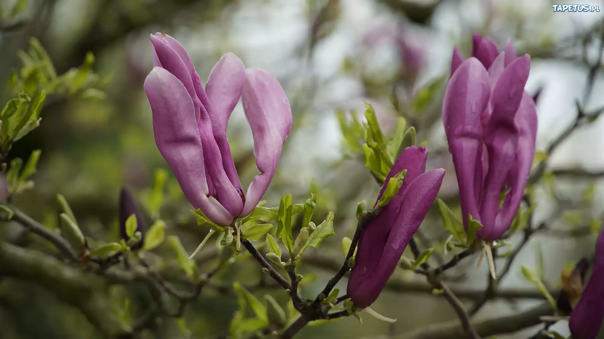 Magnolia, Ciemnoróżowe, Kwiaty, Gałązki