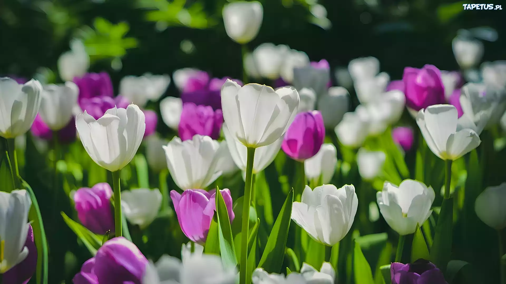 Różowe, Białe, Kwitnące, Tulipany