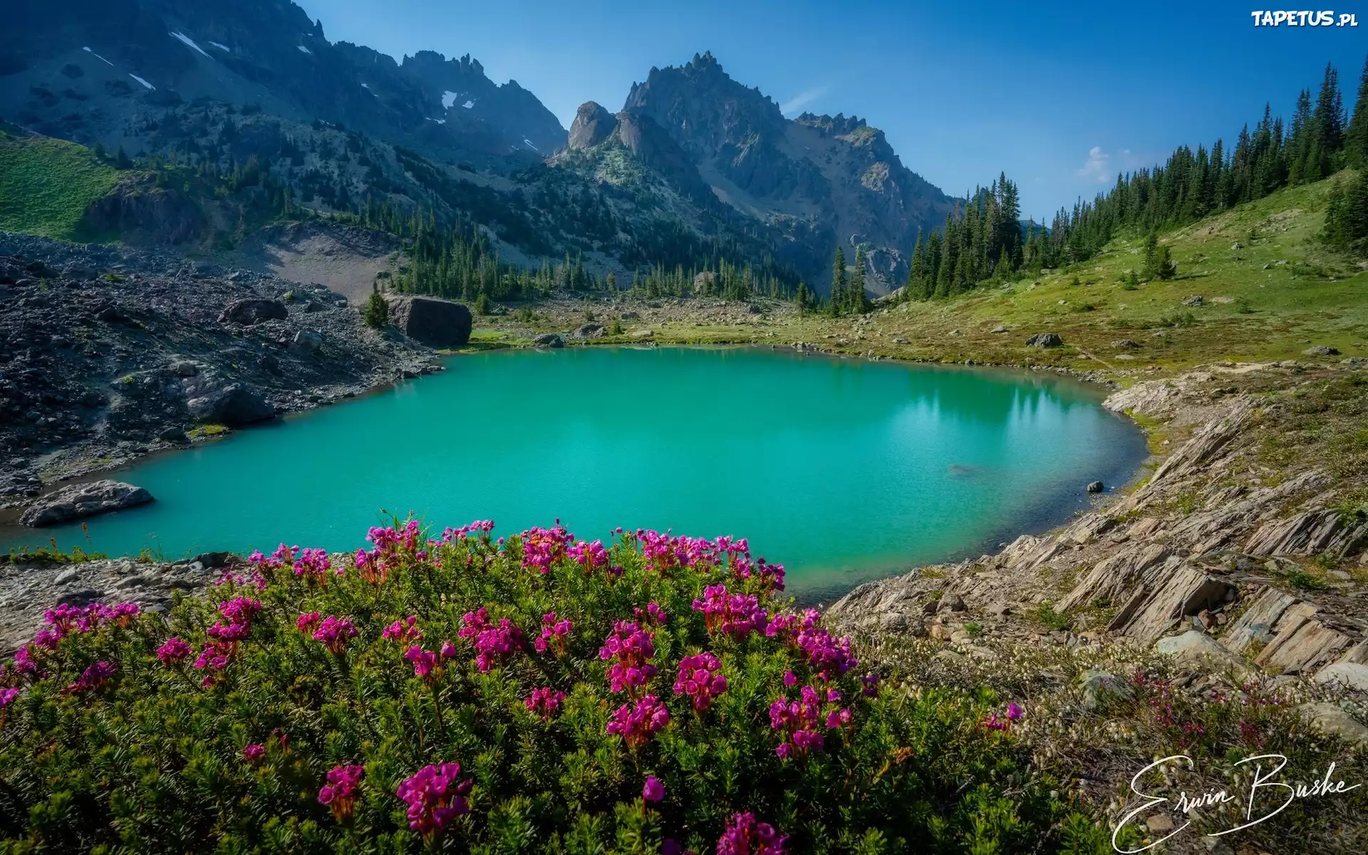 Stany Zjednoczone, Waszyngton, Park Narodowy Olympic, Staw, Upper Royal Basin, Góry, Drzewa. Kwiaty