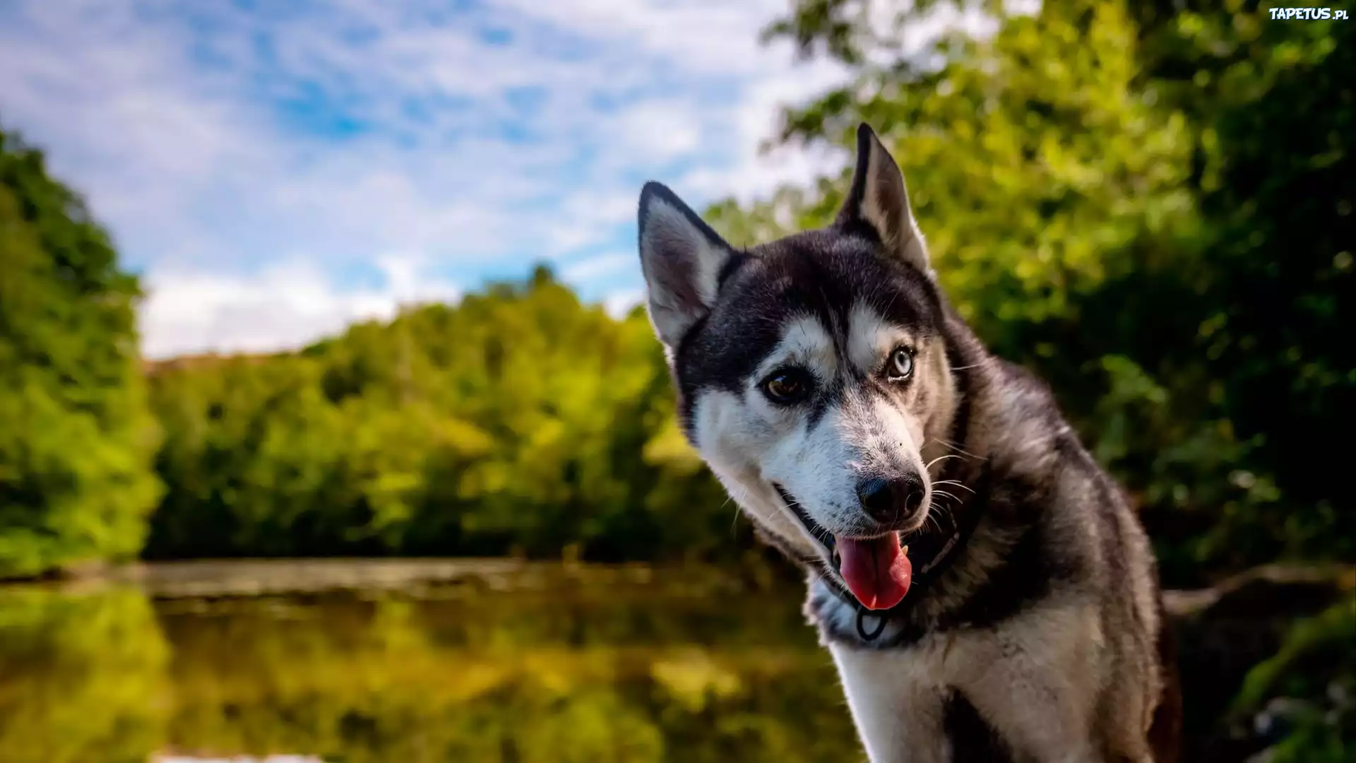 Pies, Kolorowe, Oczy, Heterochromia, Siberian husky