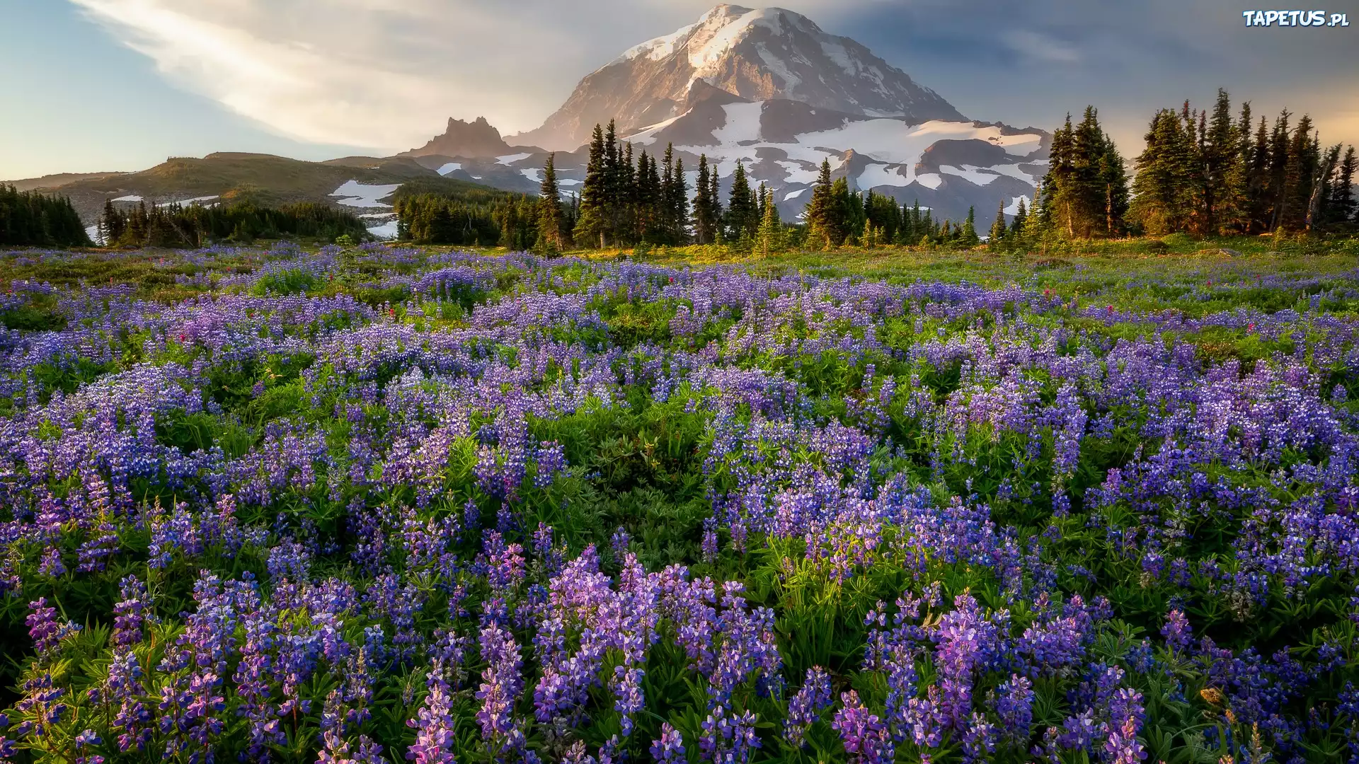 Góry, Łąka, Łubiny, Drzewa, Stratowulkan, Mount Rainier, Park Narodowy Mount Rainier, Stan Waszyngton, Stany Zjednoczone