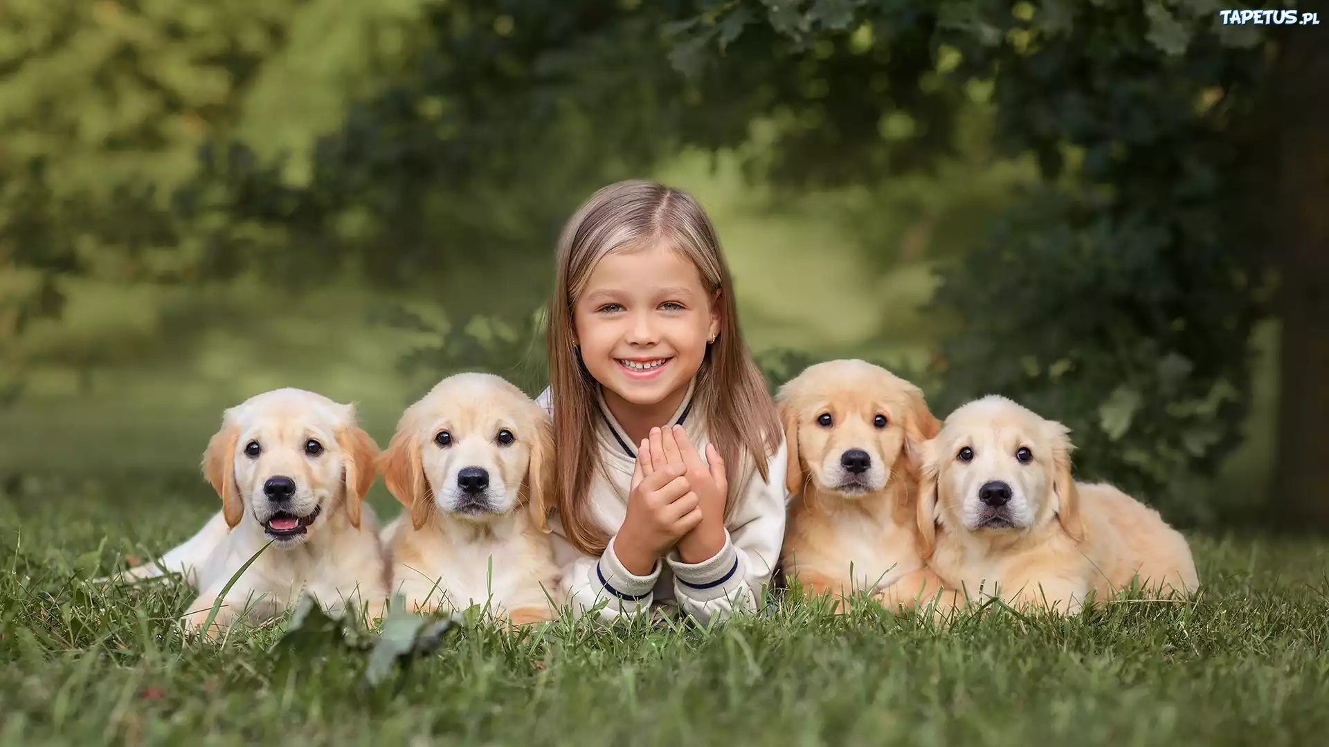 Dziewczynka, Cztery, Szczeniaki, Golden retrievery