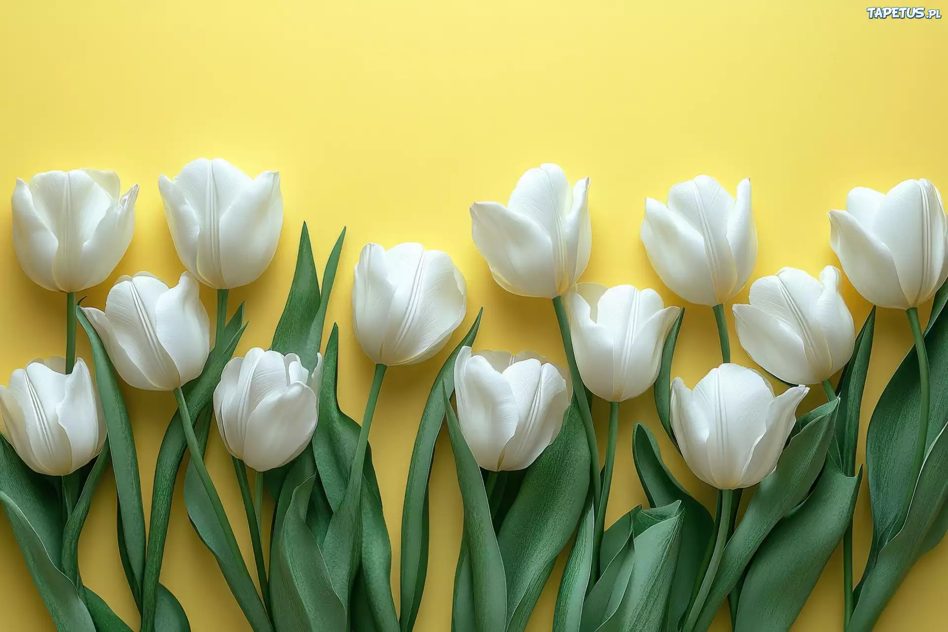 Białe, Tulipany, Żółte, Tło
