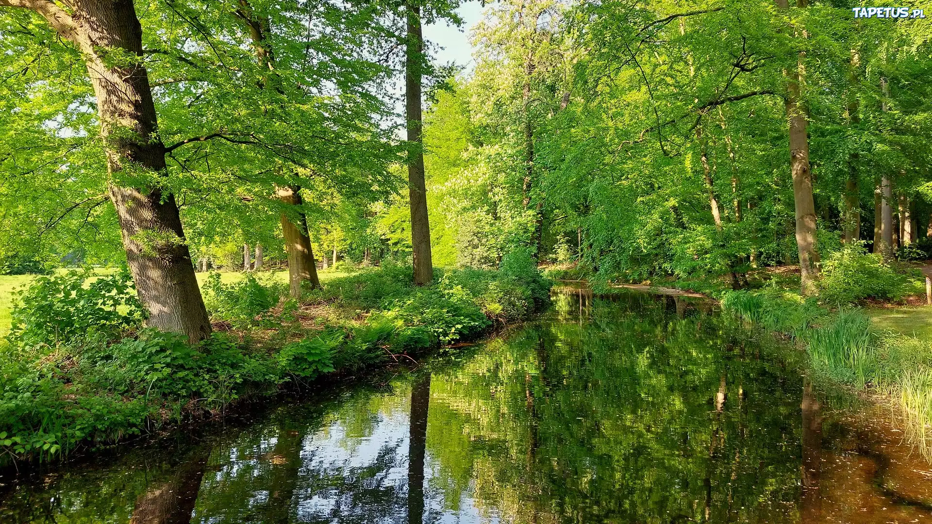 Drzewa, Rzeka, Rośliny, Odbicie