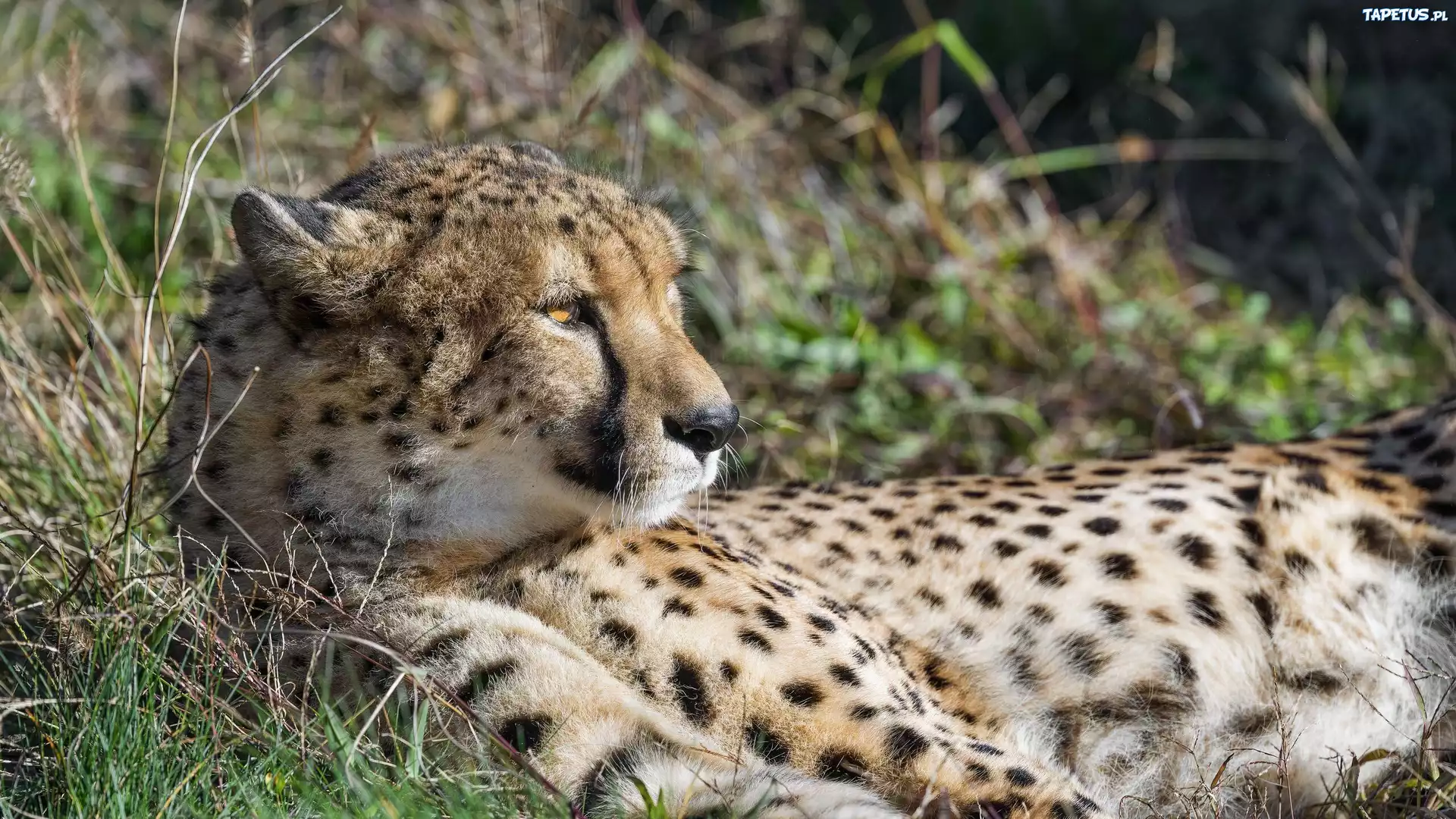 Leżący, Gepard, Trawa