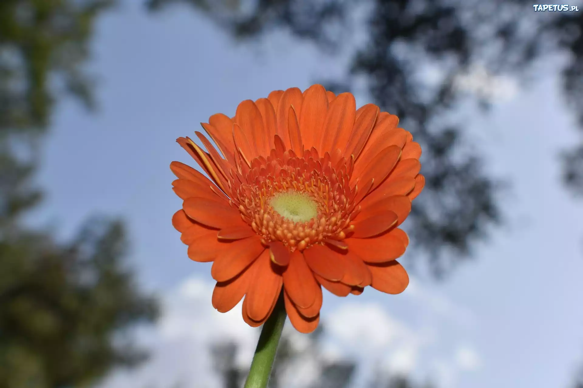 Pomarańczowy, Kwiat, Gerbera