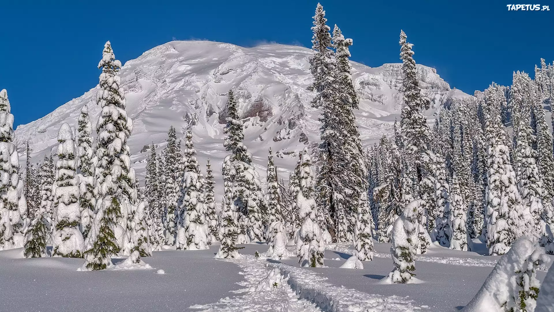 Ośnieżona, Góra, Ośnieżone, Drzewa, Ścieżka, Park Narodowy Mount Rainier, Stan Waszyngton, Stany Zjednoczone