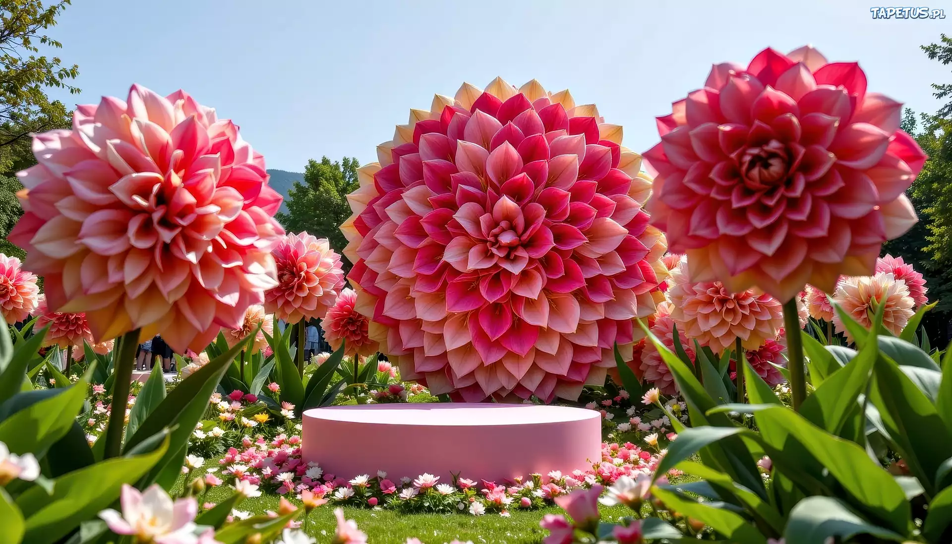 Kwiaty, Różowe, Dalie, Grafika AI