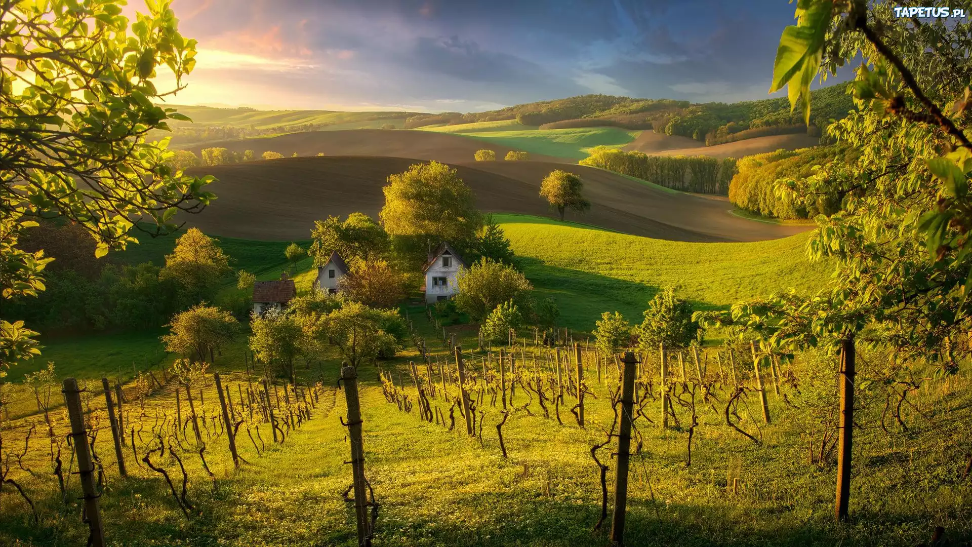 Słowacja, Wzgórza, Winnice, Pola, Drzewa, Dom, Słoneczny blask
