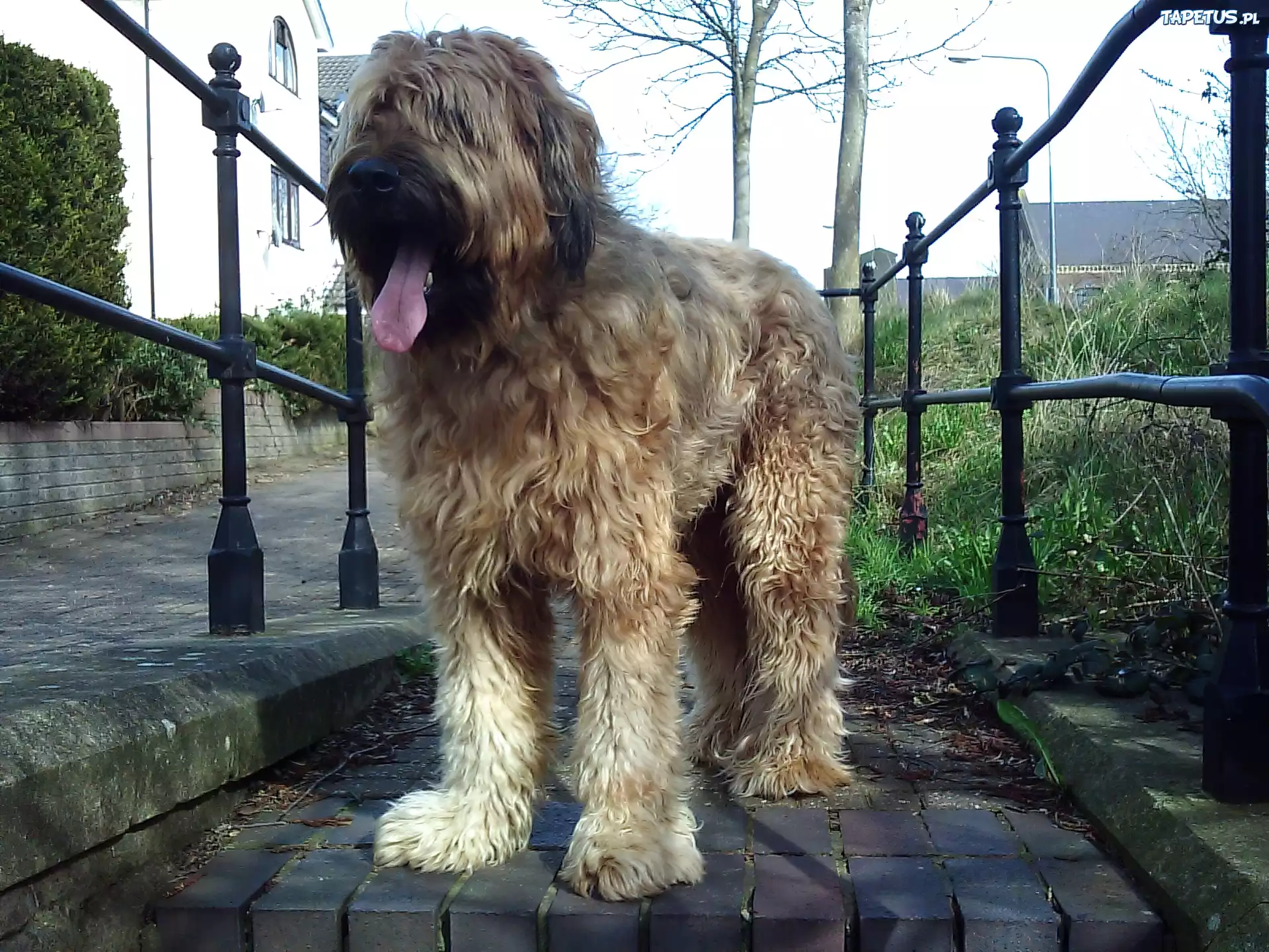 Jasny, Owczarek francuski Briard