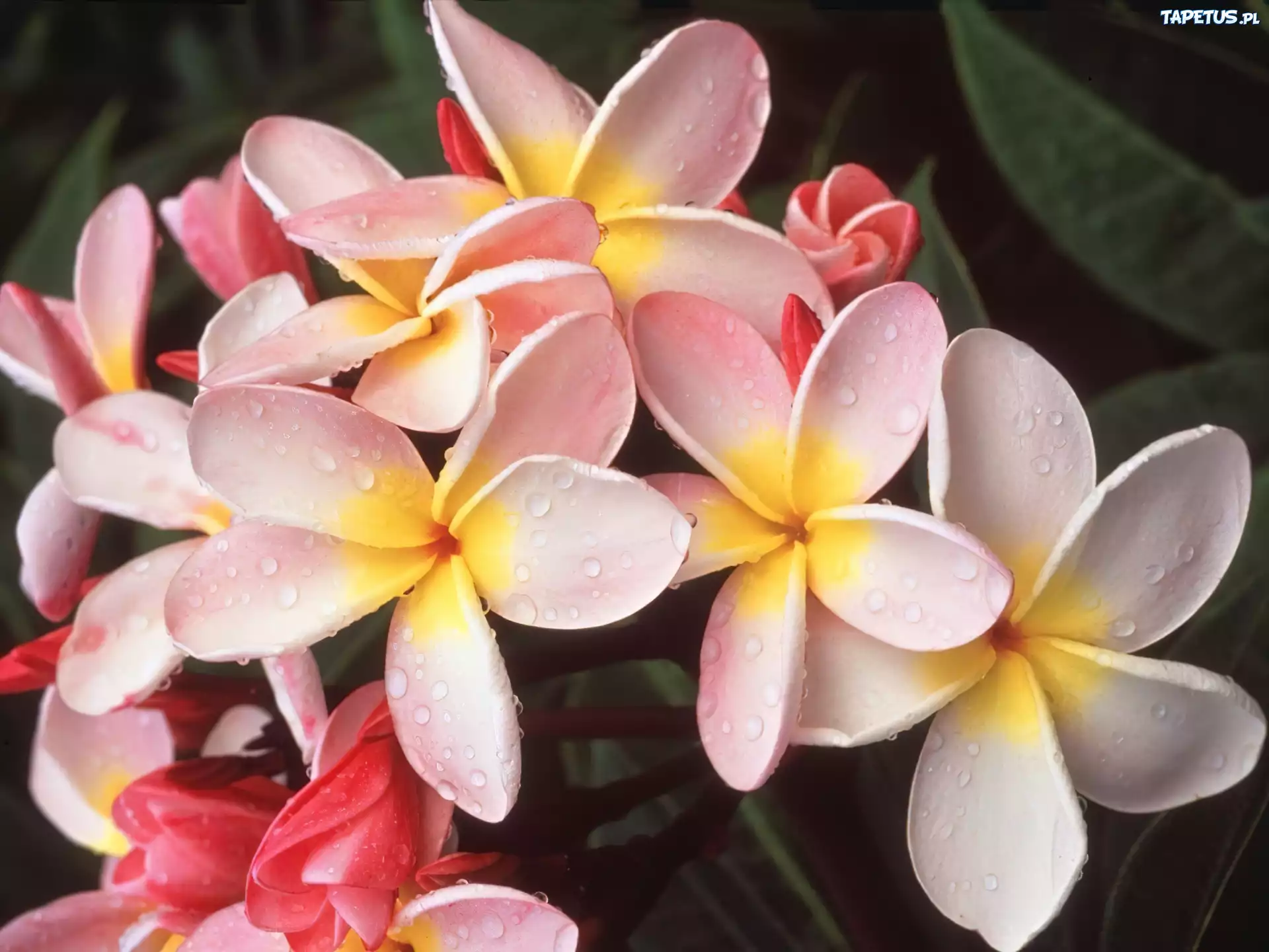 Plumeria, Kwiaty