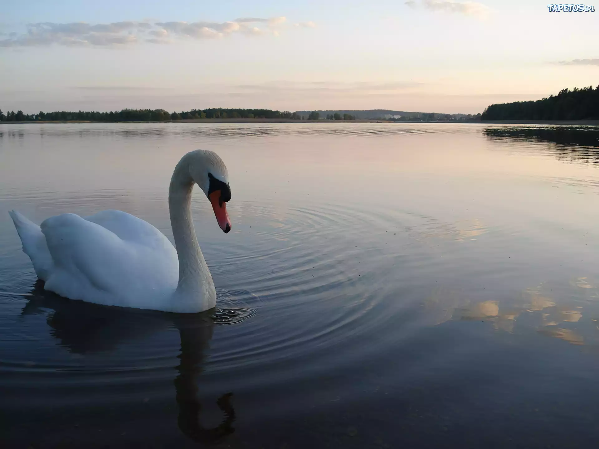 Łabędź, Jezioro