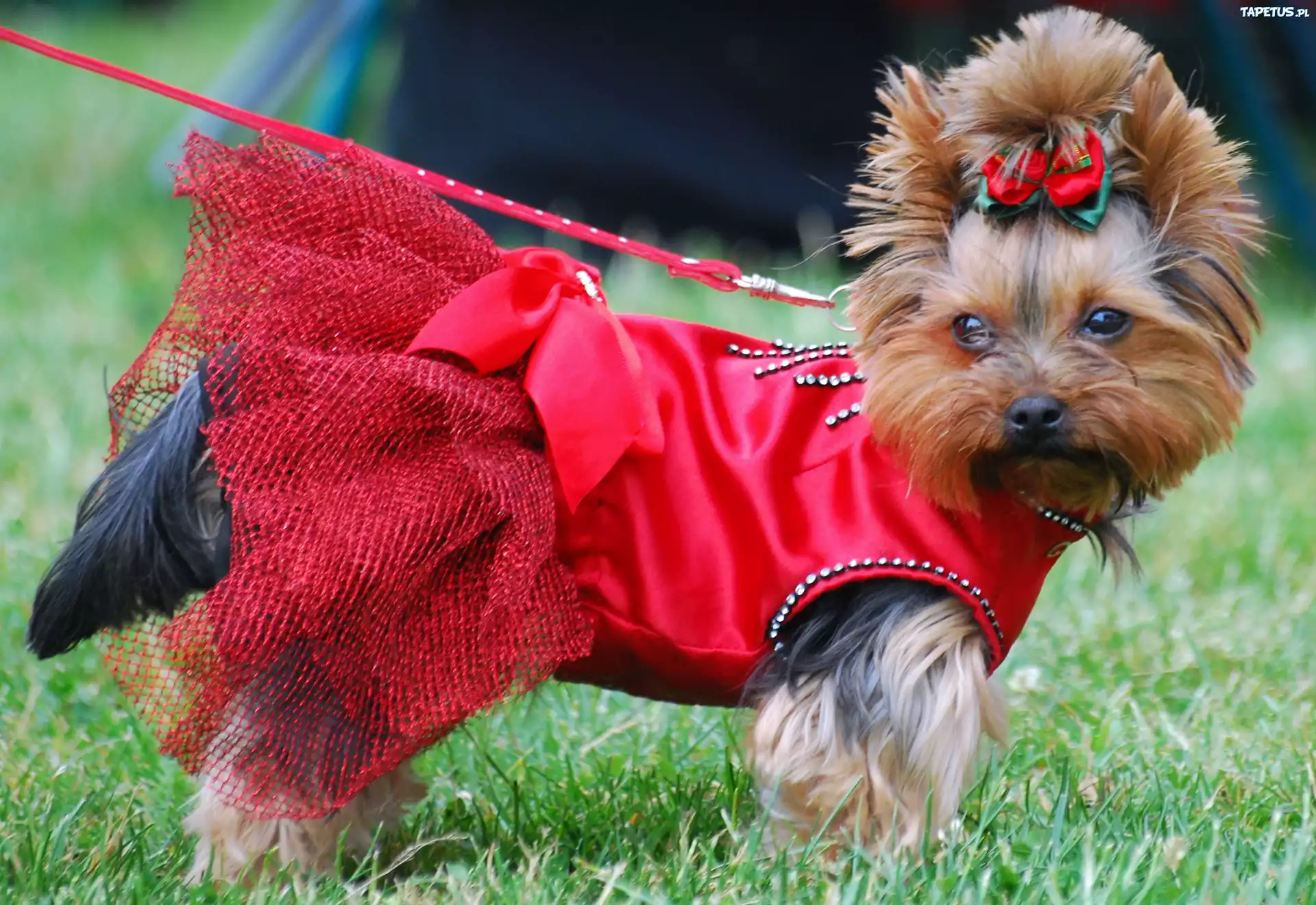 Yorkshire Terrier, czerwona, sukienka, kokardka