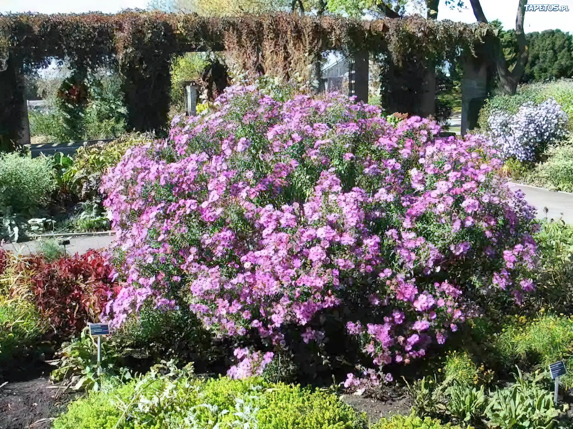 Aster, Ogród